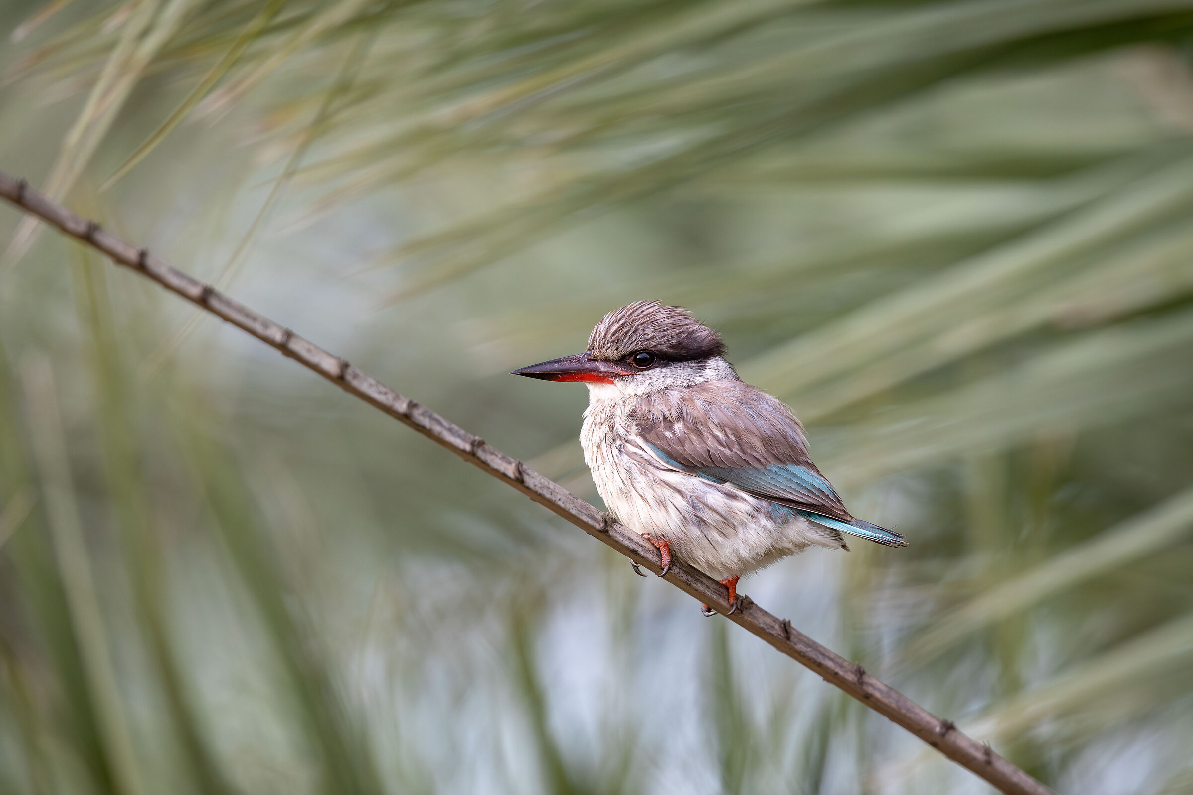 Martin pescatore striato