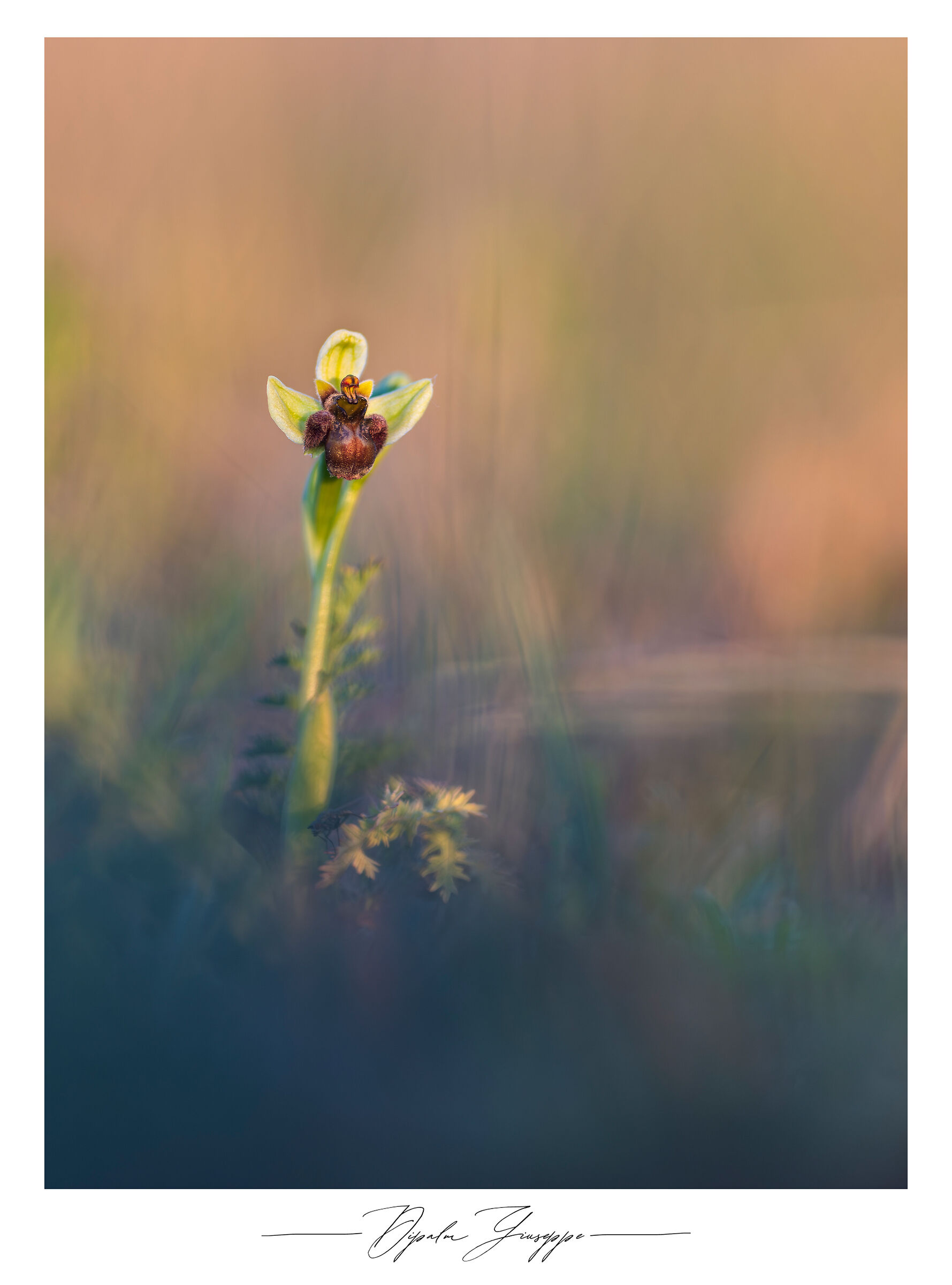 Ophrys bombilyflora 2