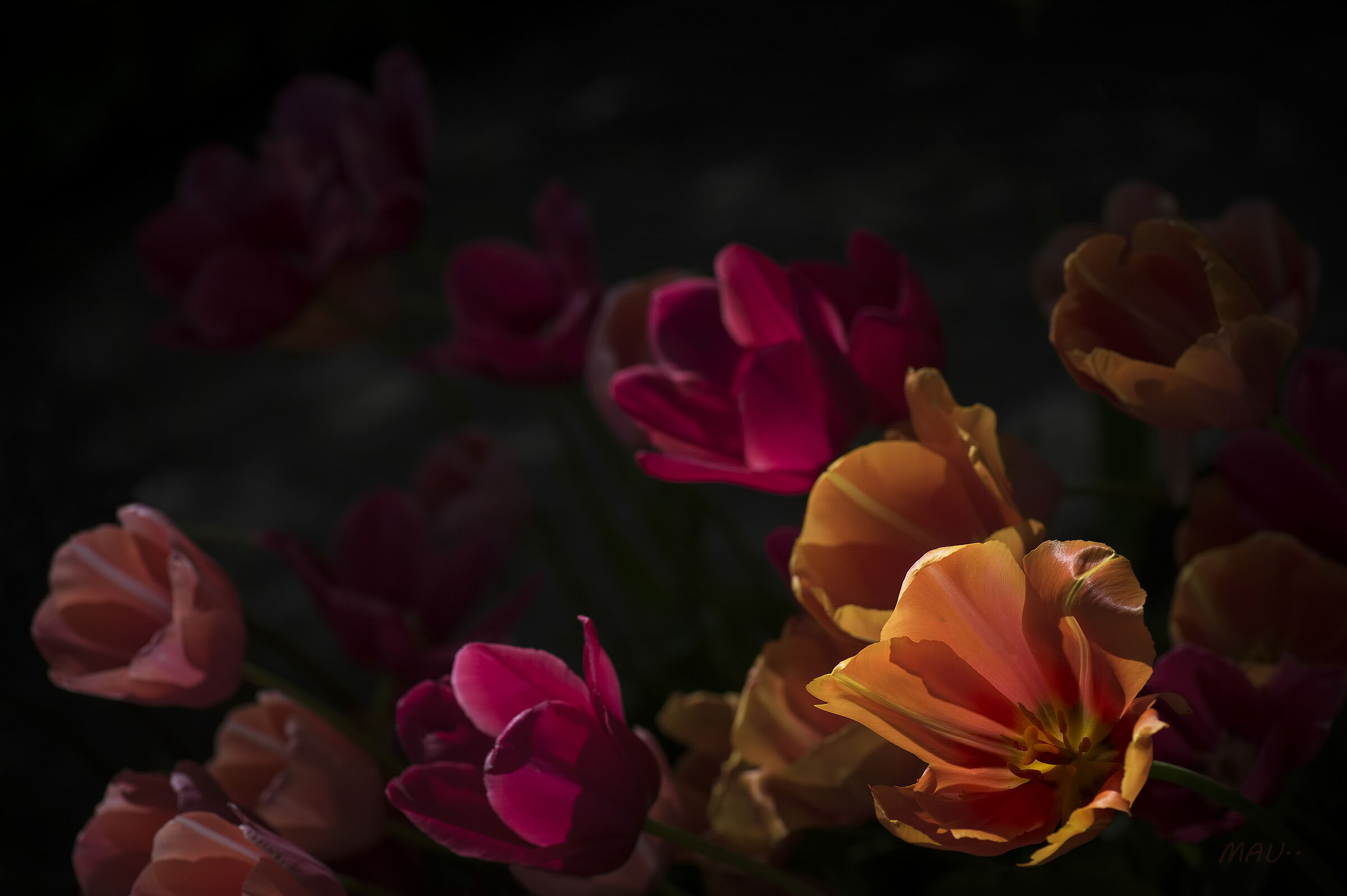 The Tulips of Sigurtà