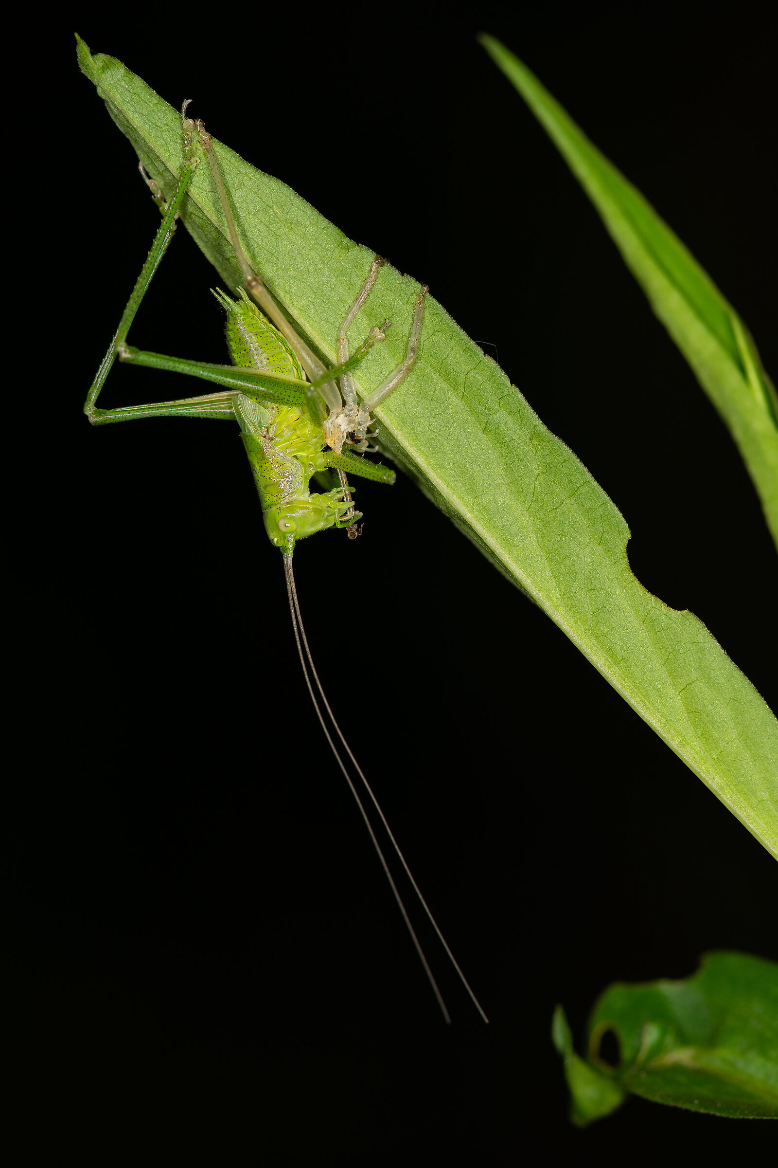 La muta della Tettigonia viridissima, 11