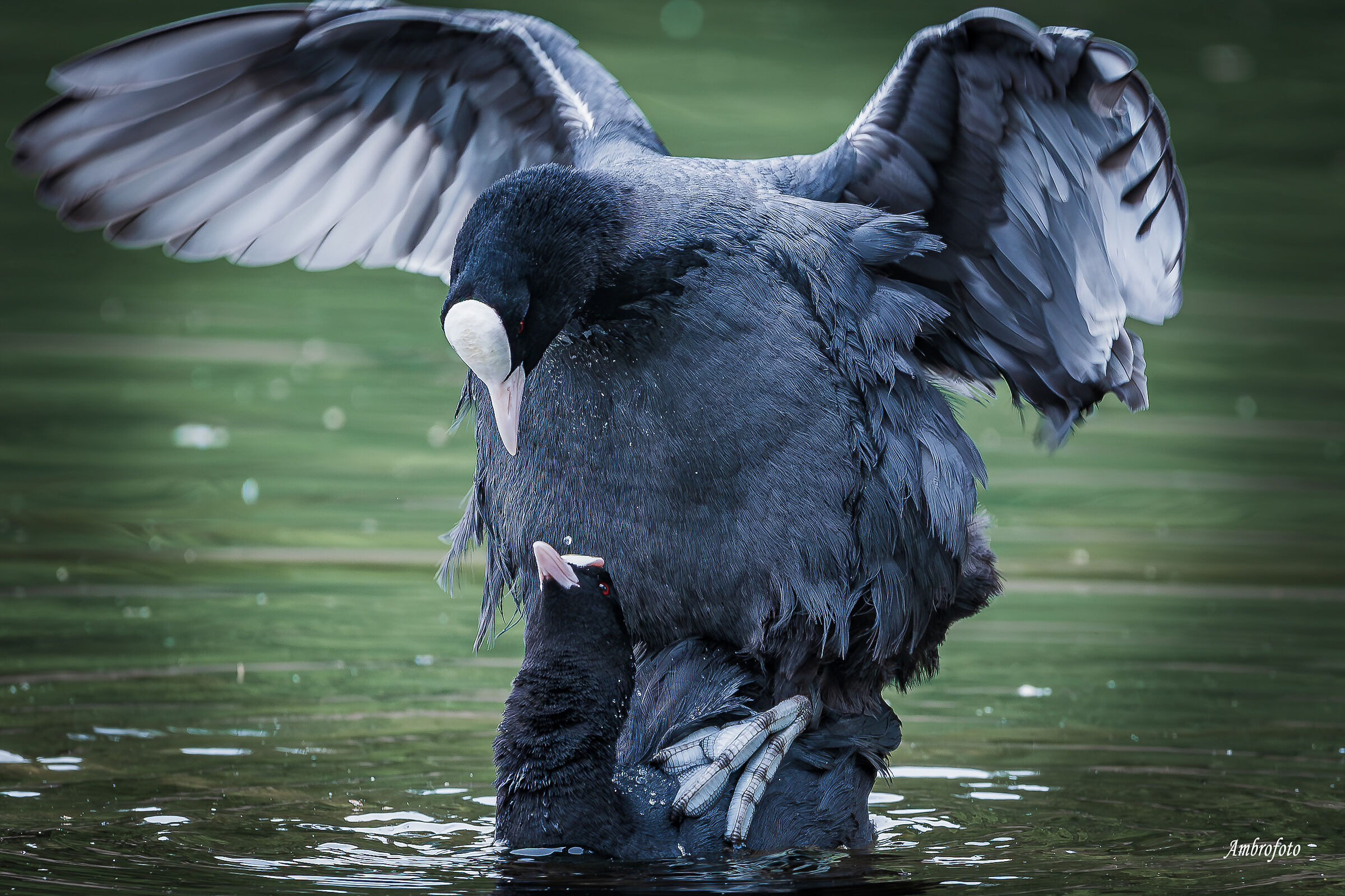 This is love (coots)