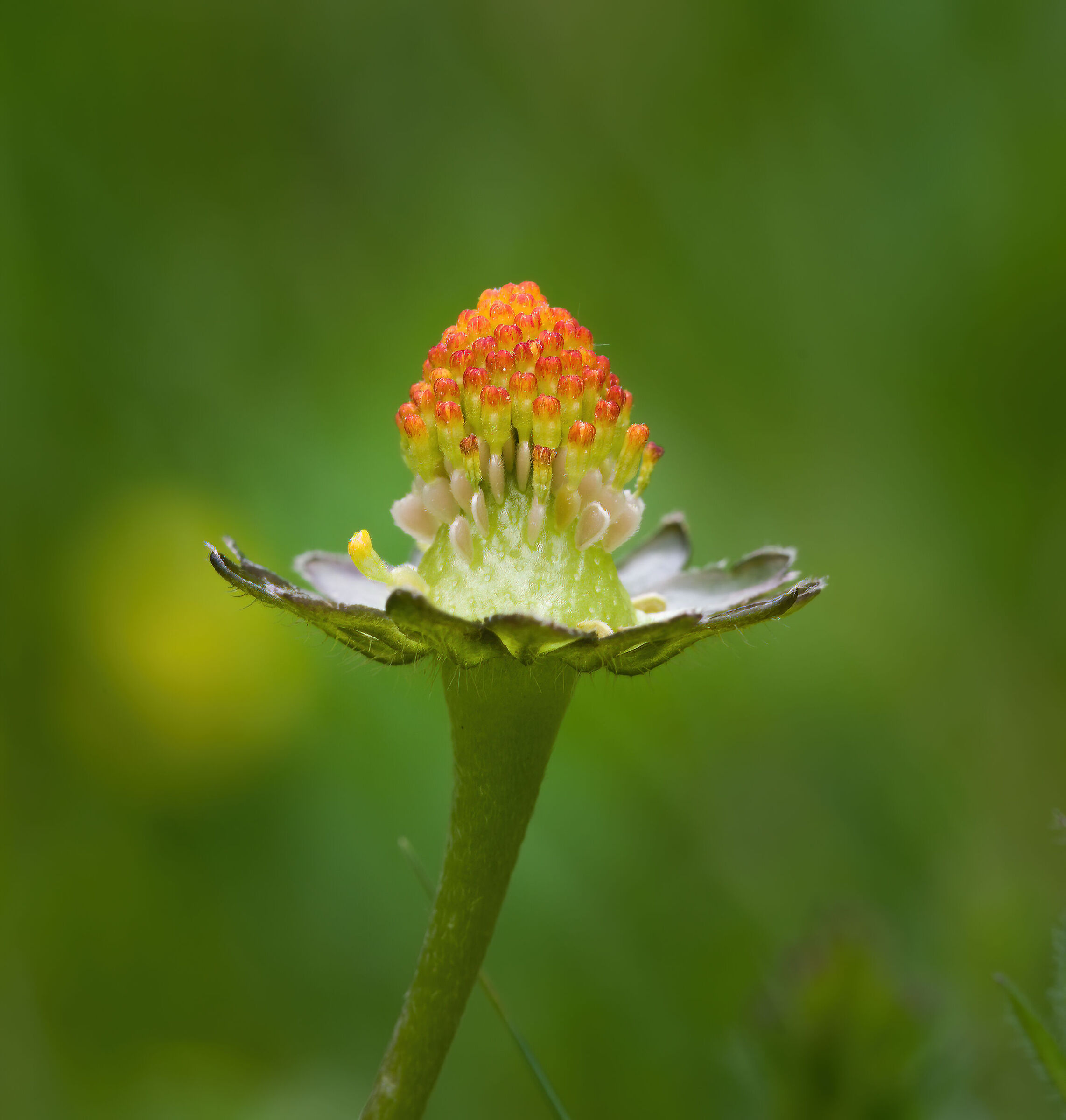 Eleganza senza petali...