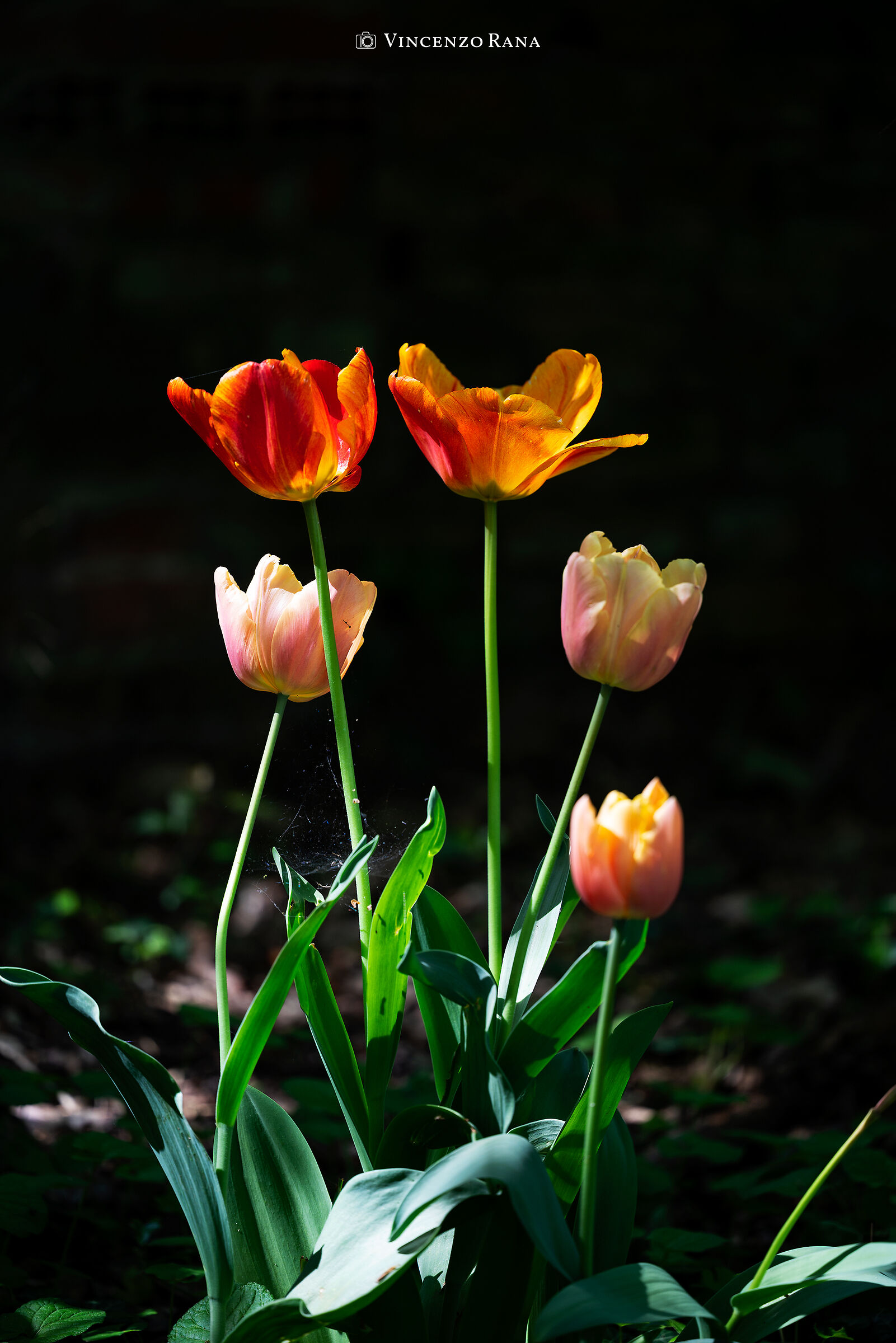 Messer Tulipano