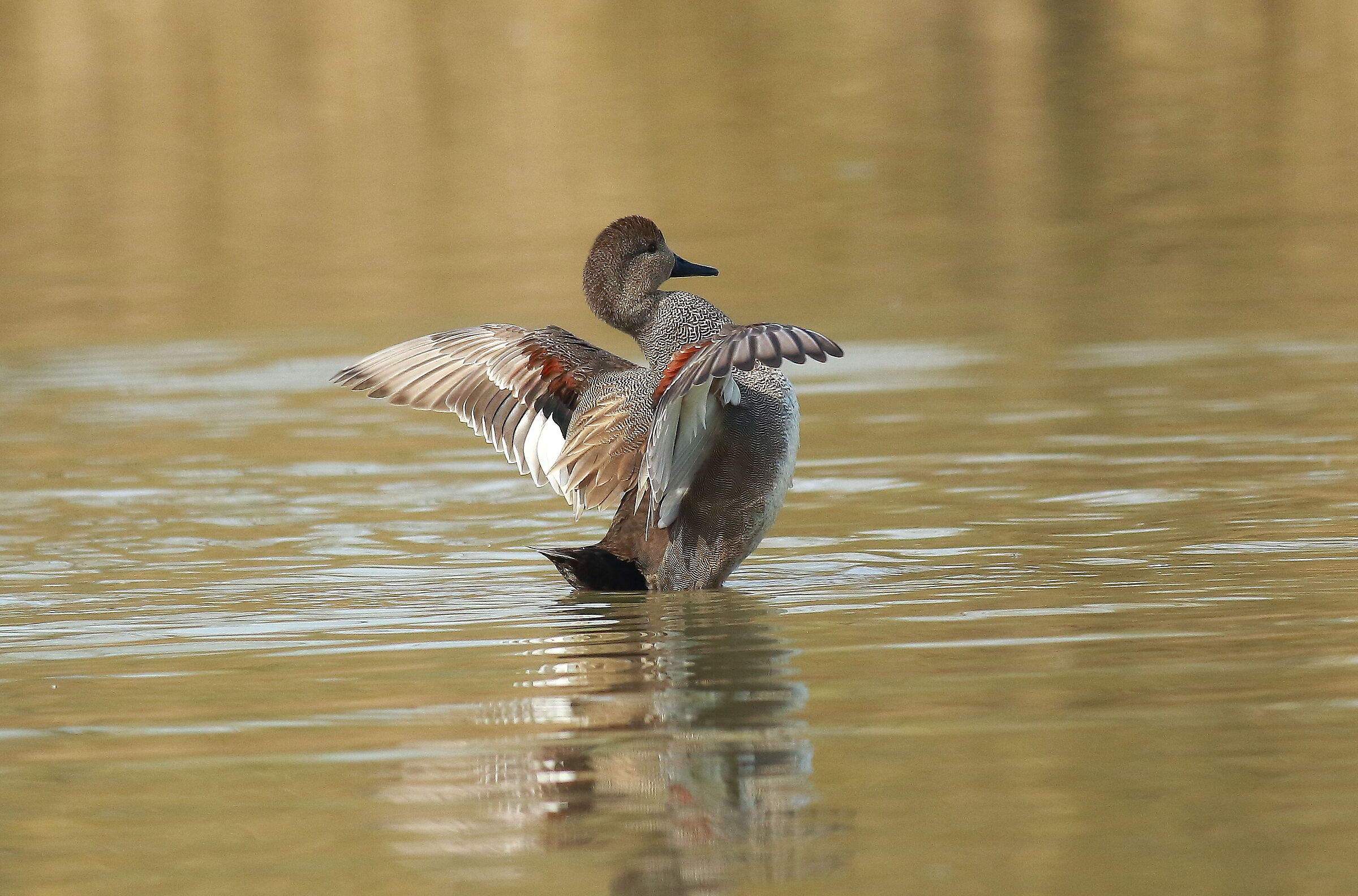 Vain gadwall