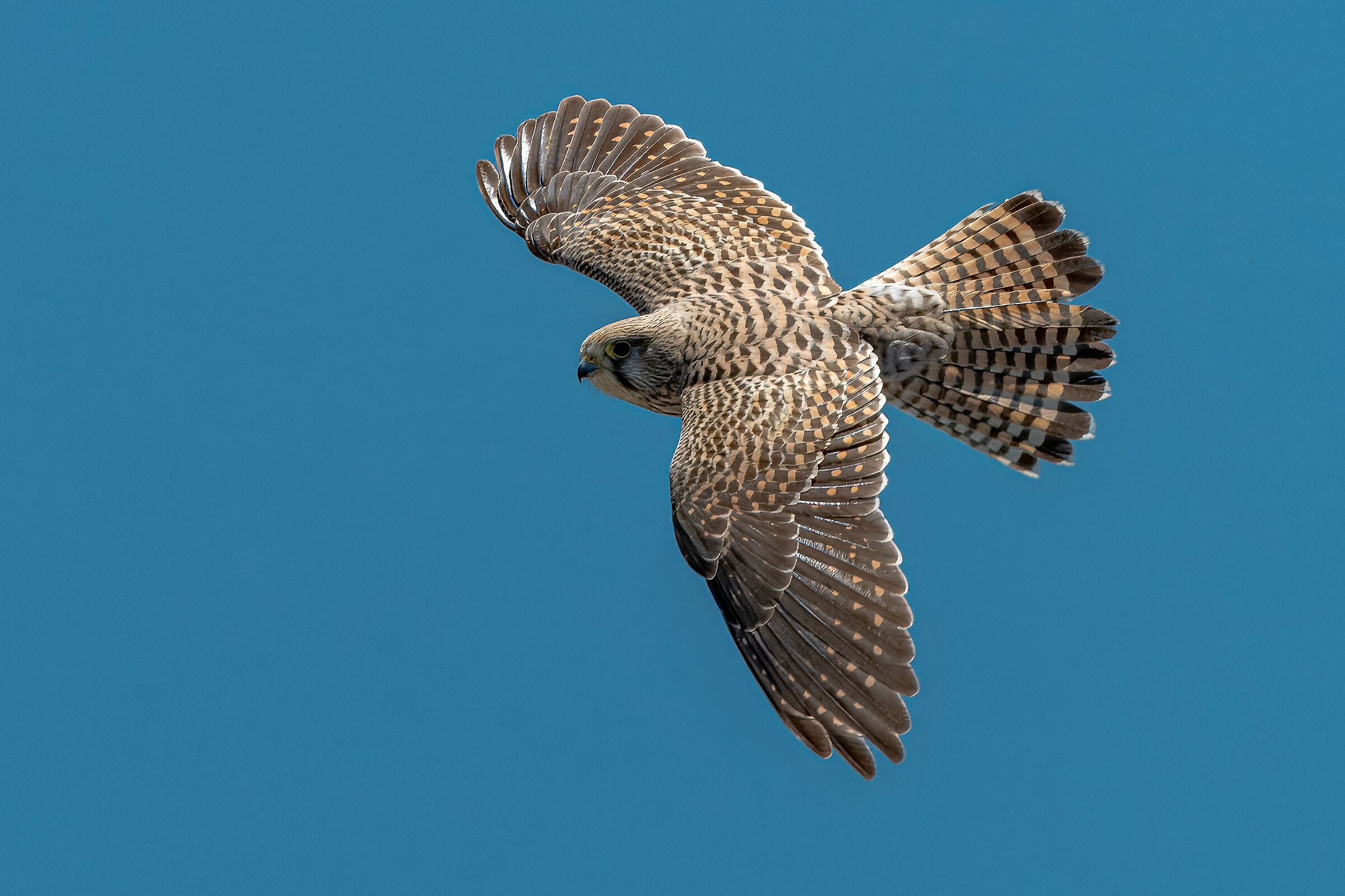 Female kestrel