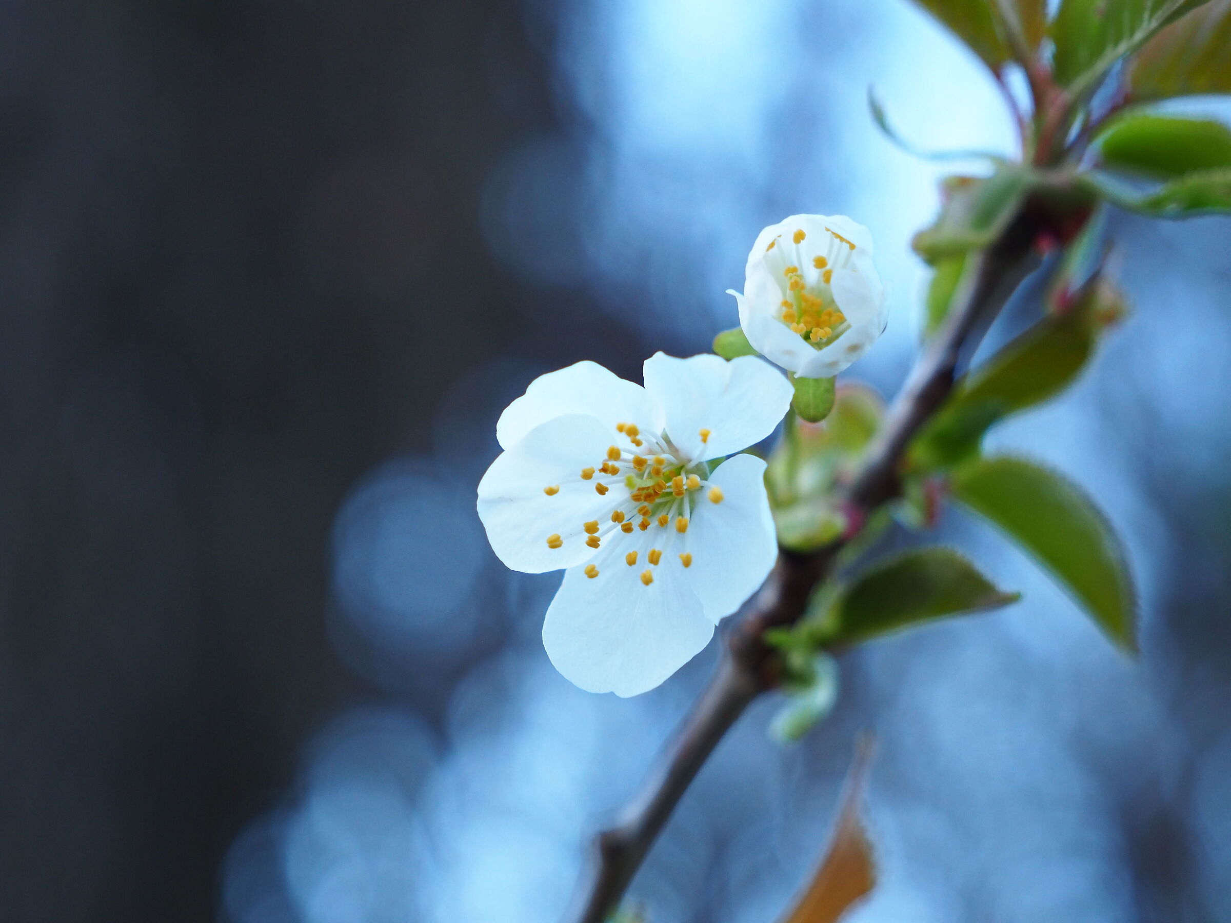 Primavera