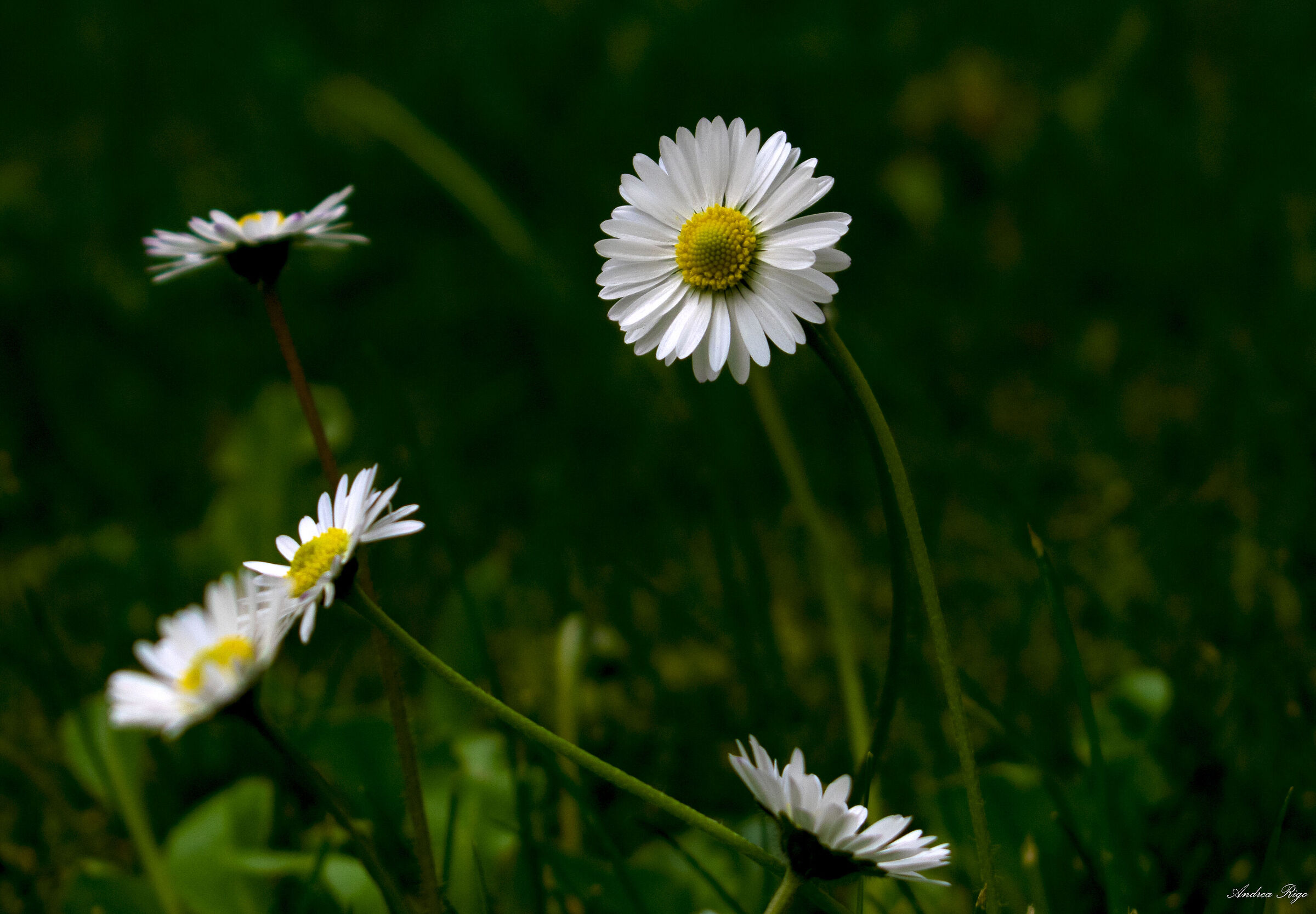 Margherite in giardino