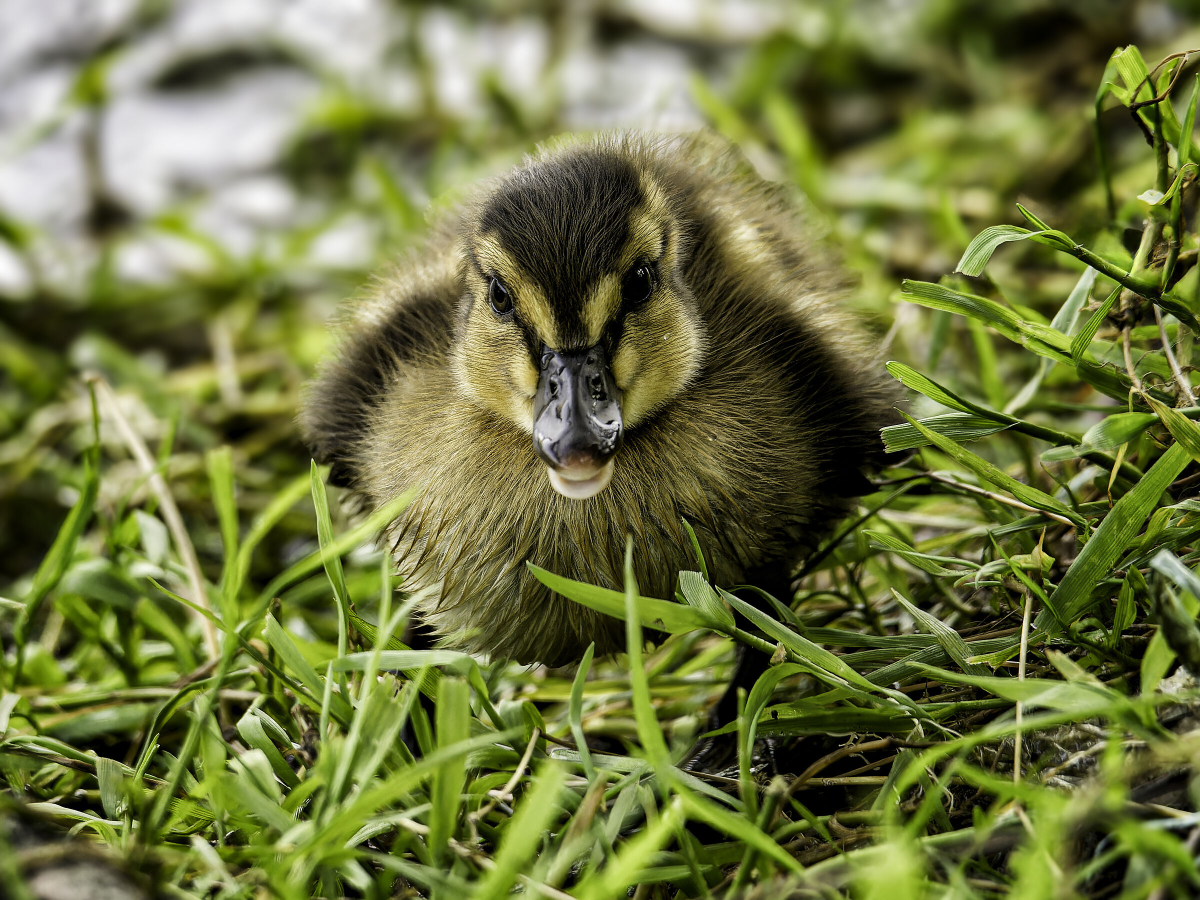 Mallard baby