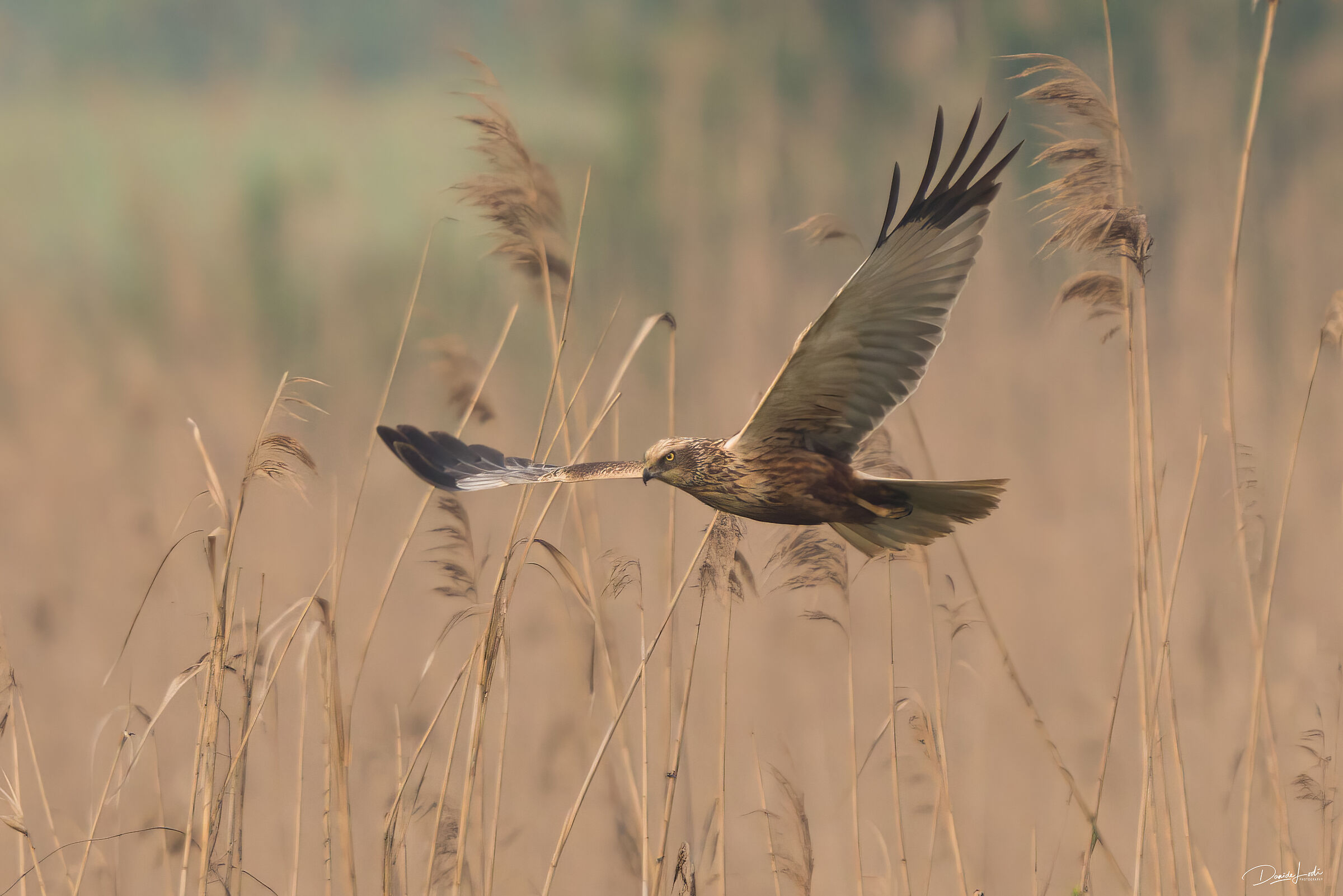 Marsh Harrier