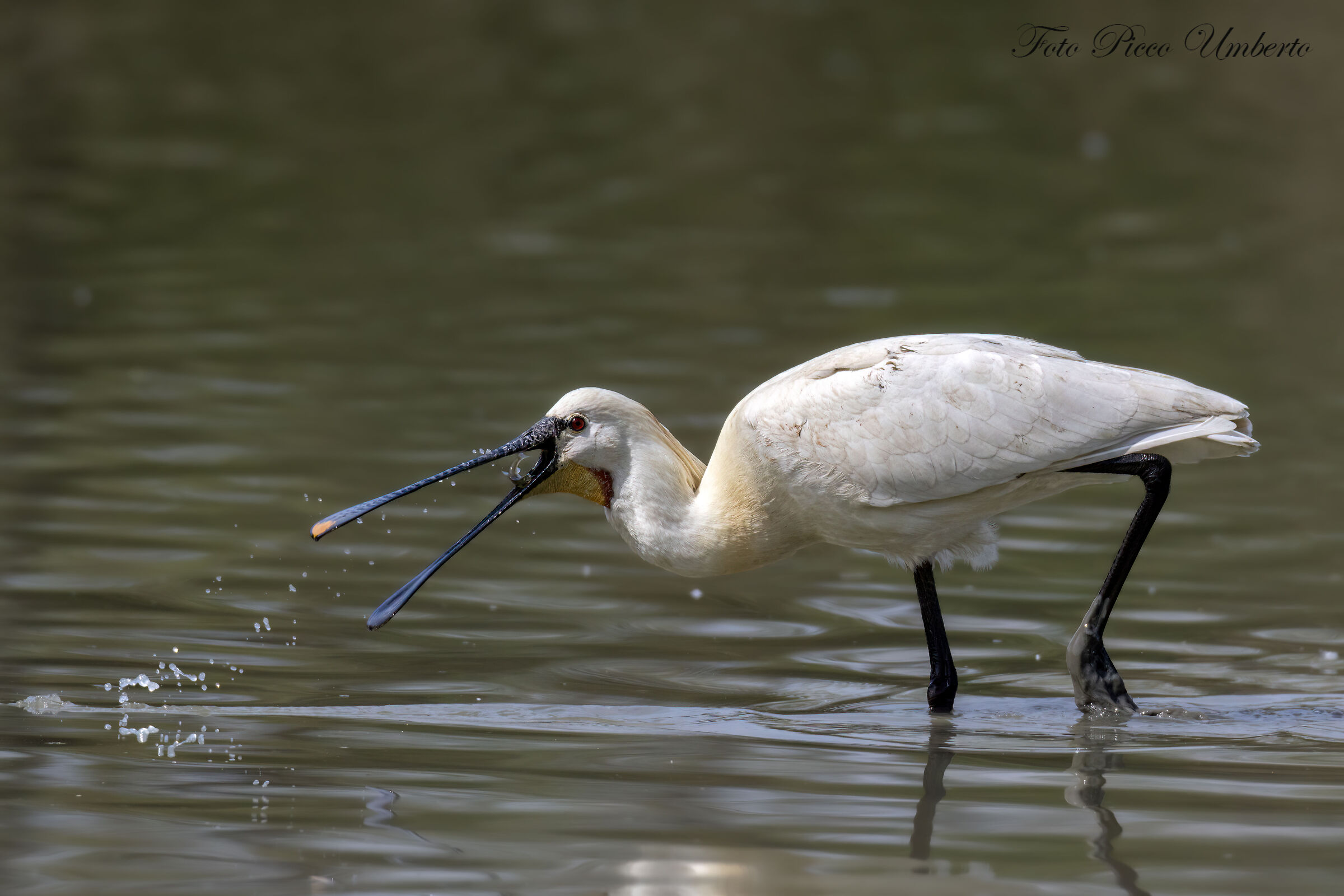 SPATULA WITH SMALL FISH