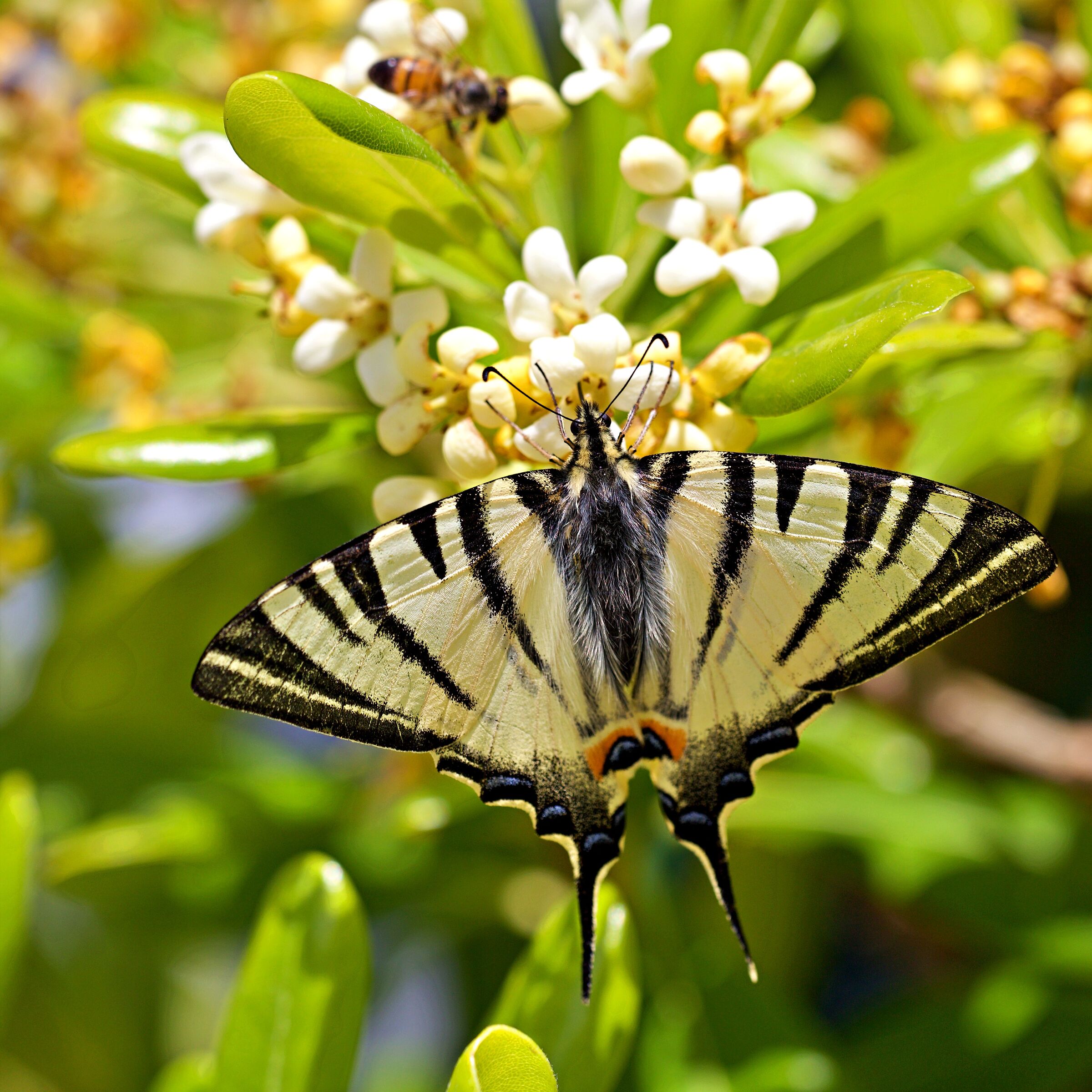 Iphiclides podalirius