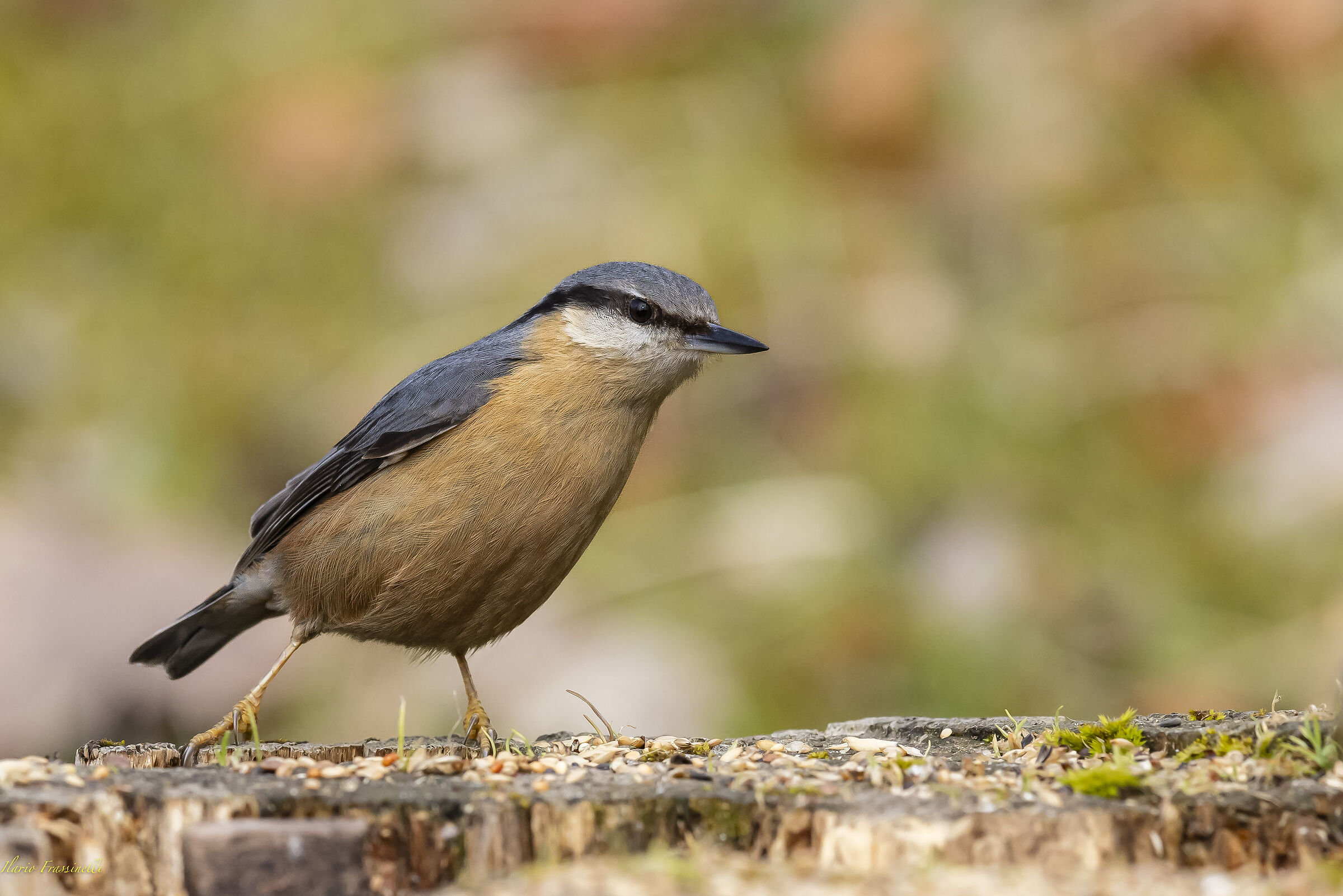 Wood nuthatch
