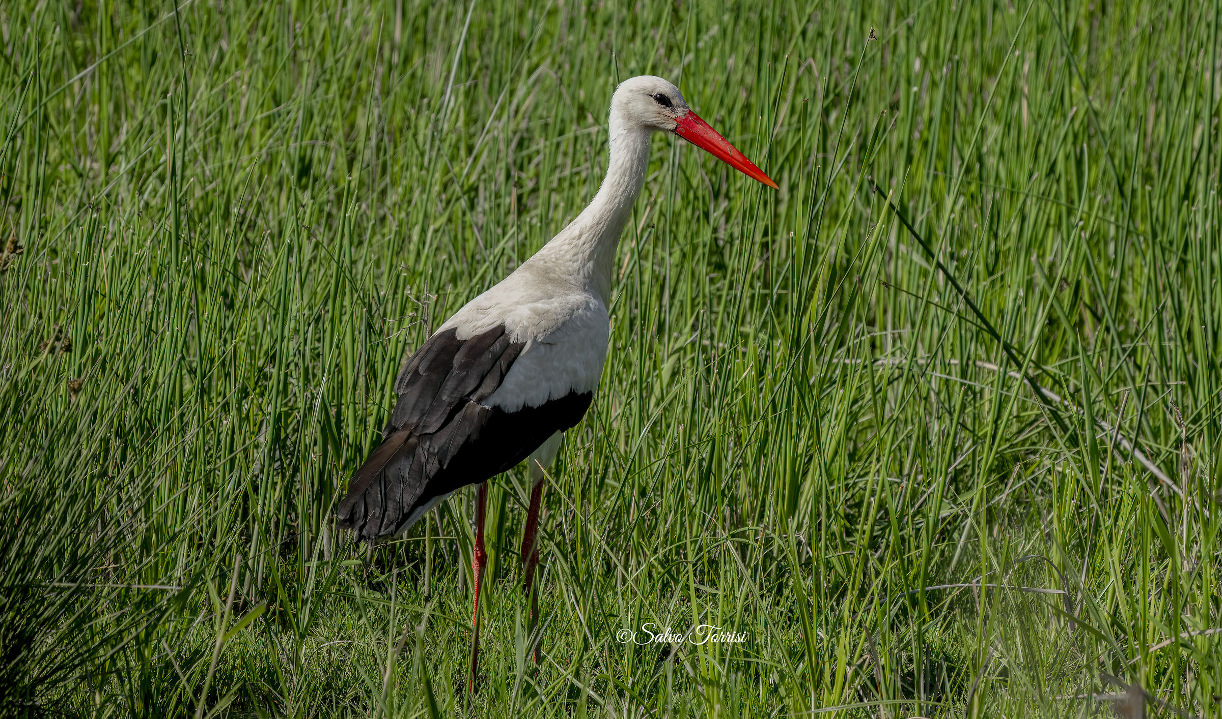 White stork
