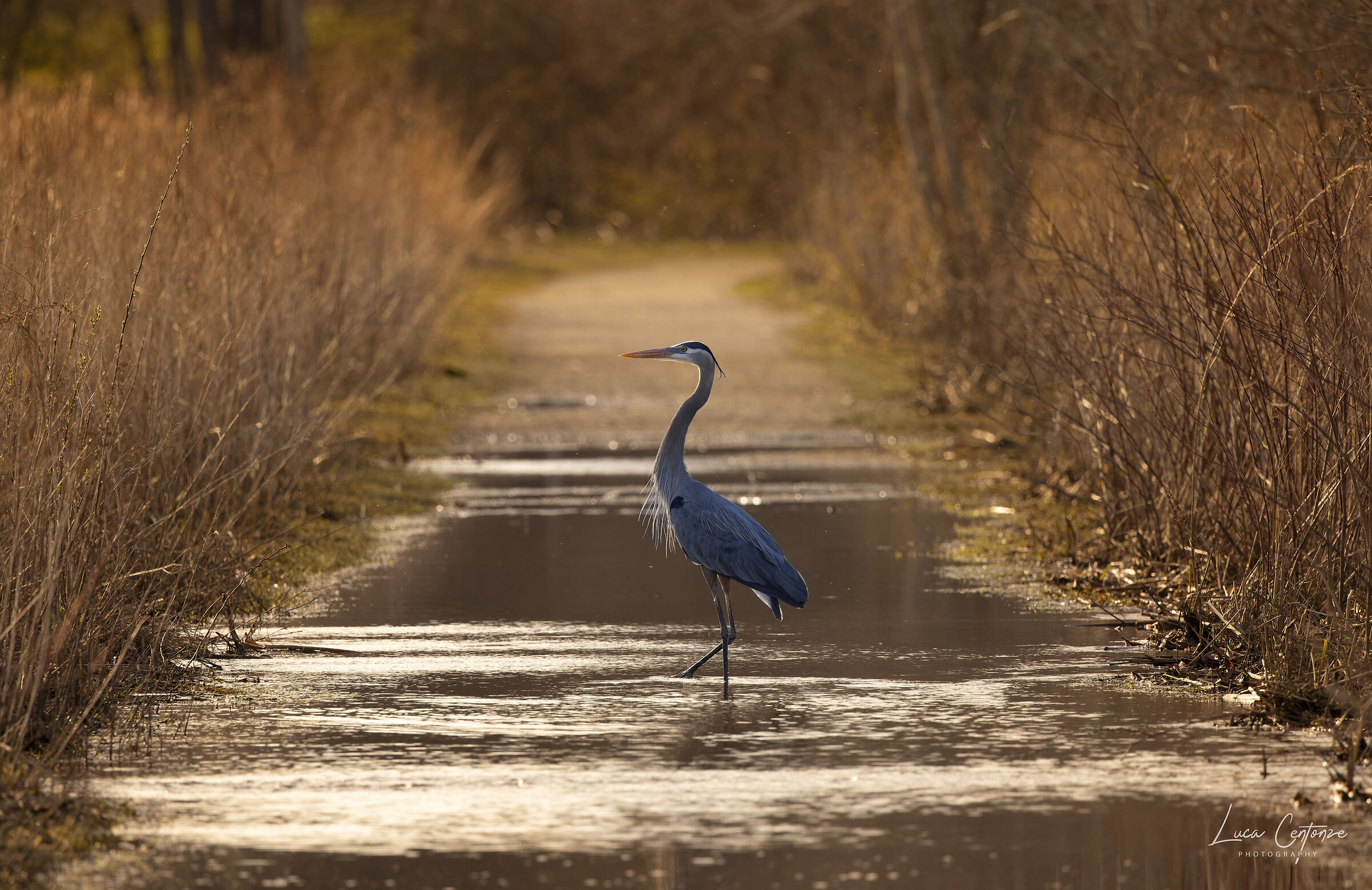Great Blue Heron (Ardea herodias) nelle Golden Hours