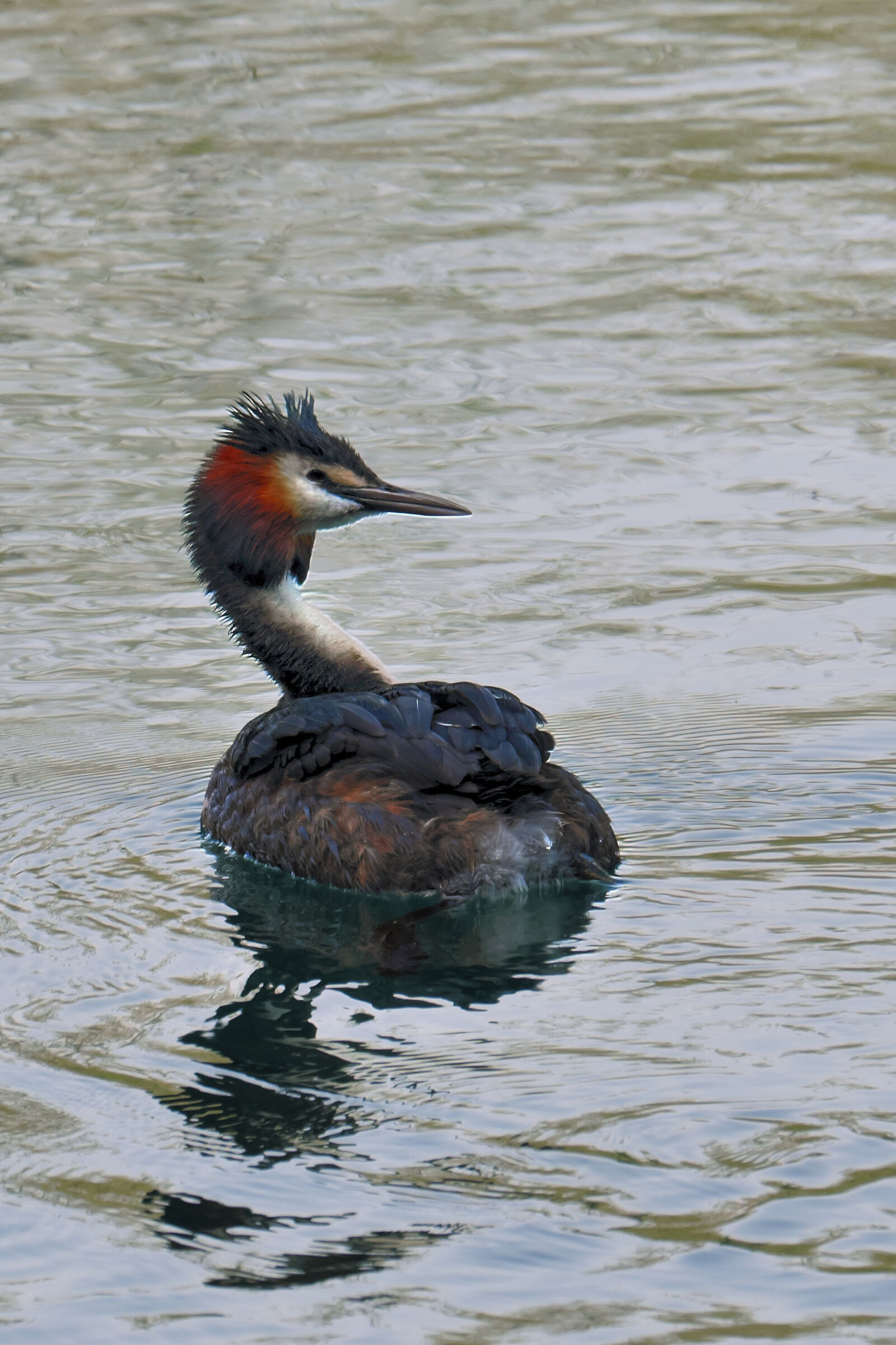 Grebe