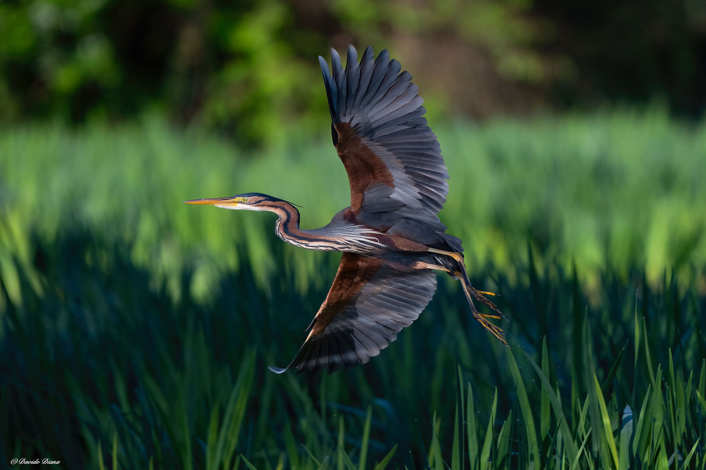 Purple heron