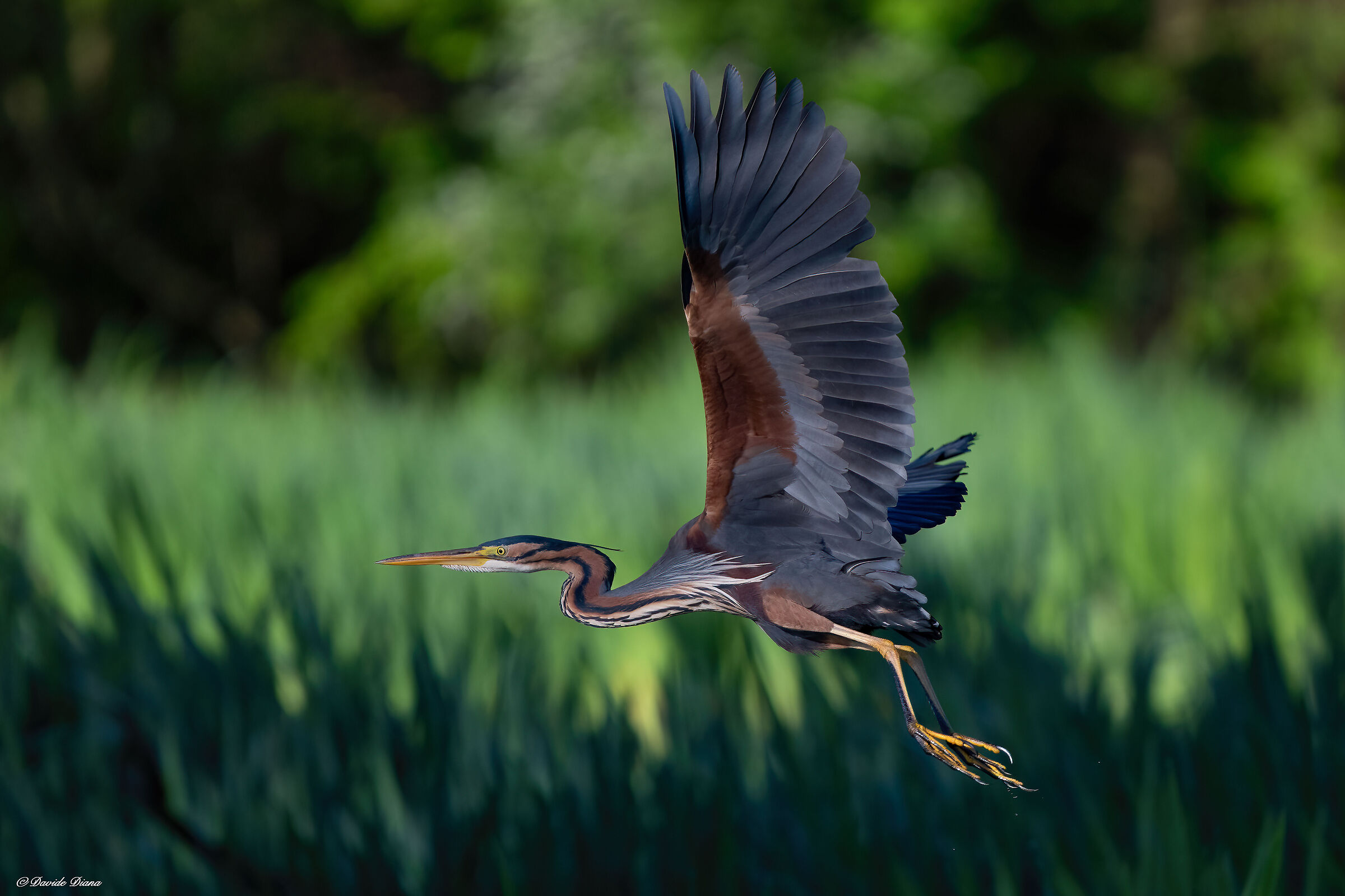 Purple heron