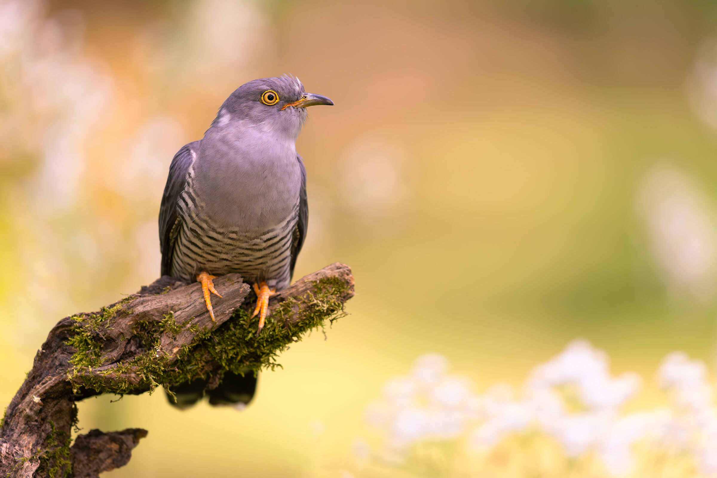 Cuckoo in pastel colors