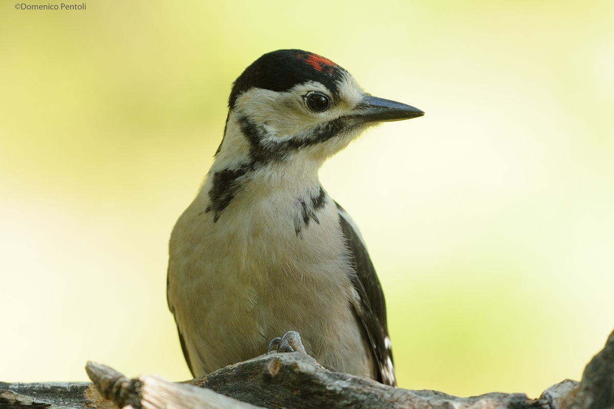 Giovane di Picchio Rosso Maggiore