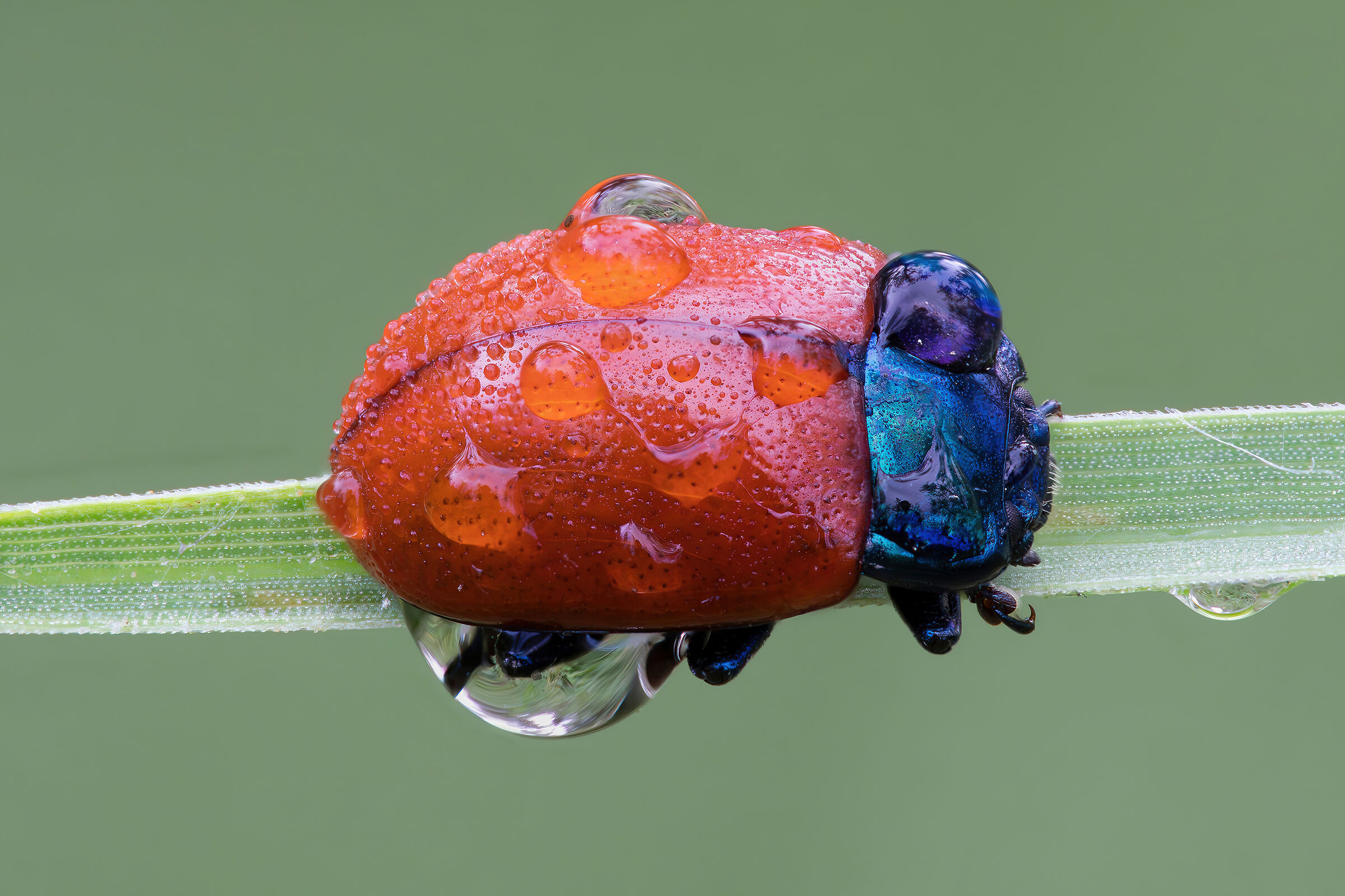 Chrysolina grossa
