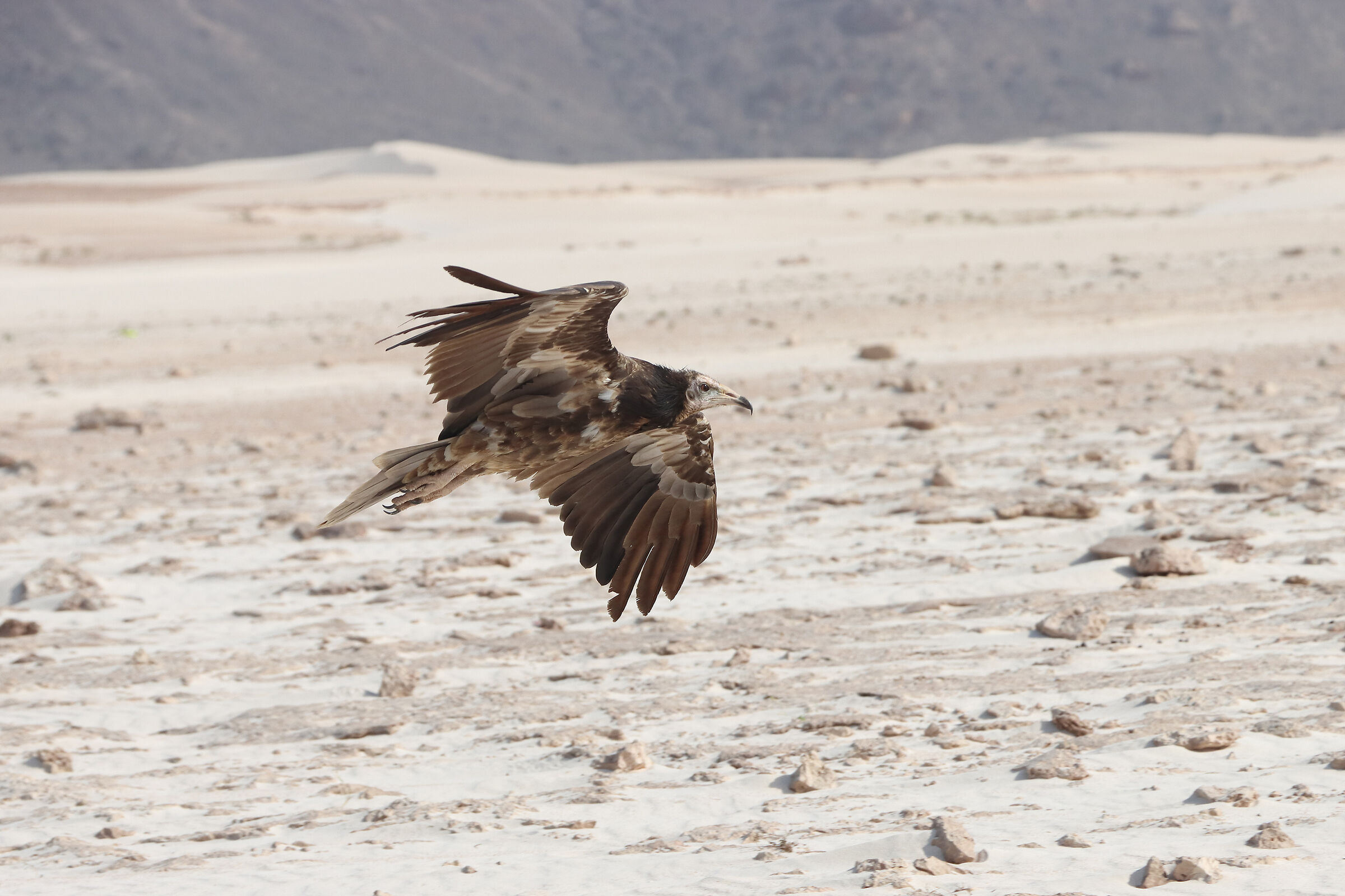 S O C O T R A - the island's bird of prey -