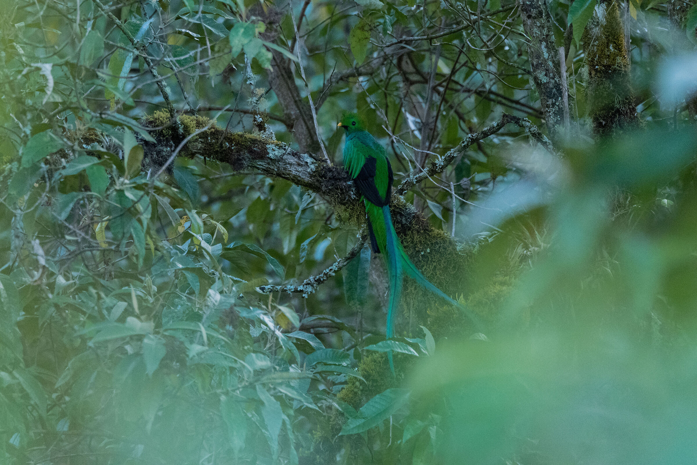 Shining Quetzal