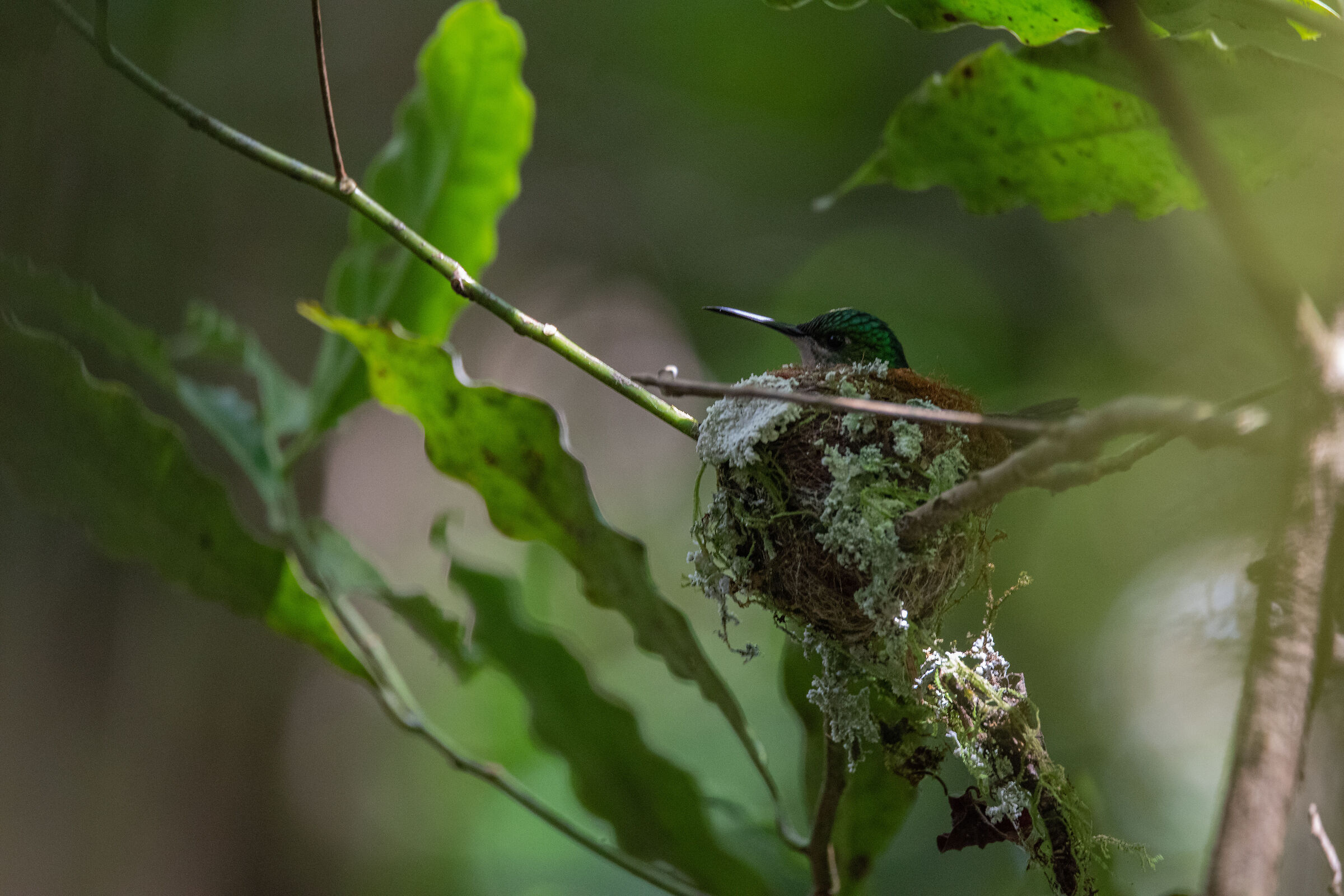 Female hummingbird in the nest