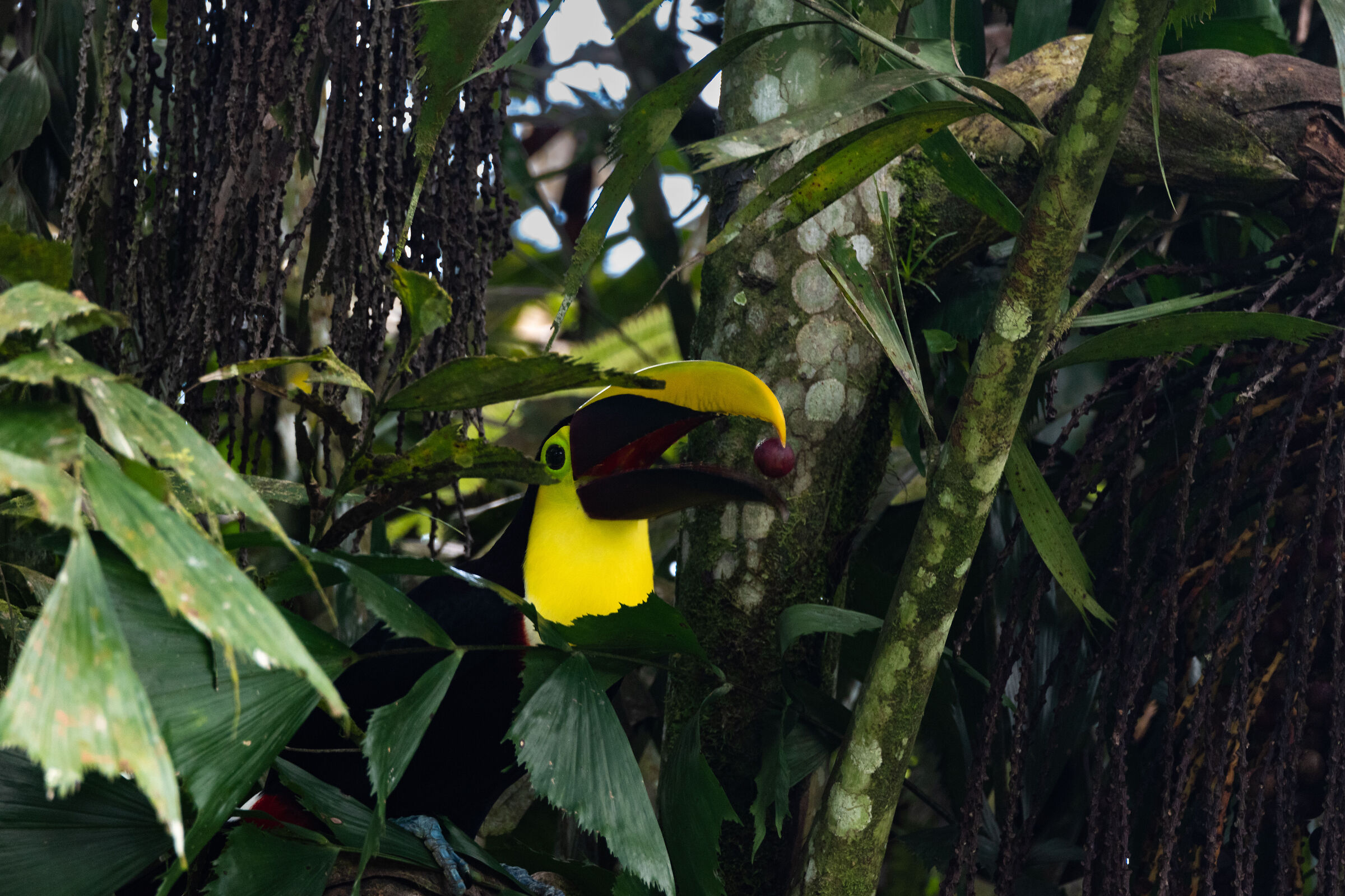 A piece of fruit a day...