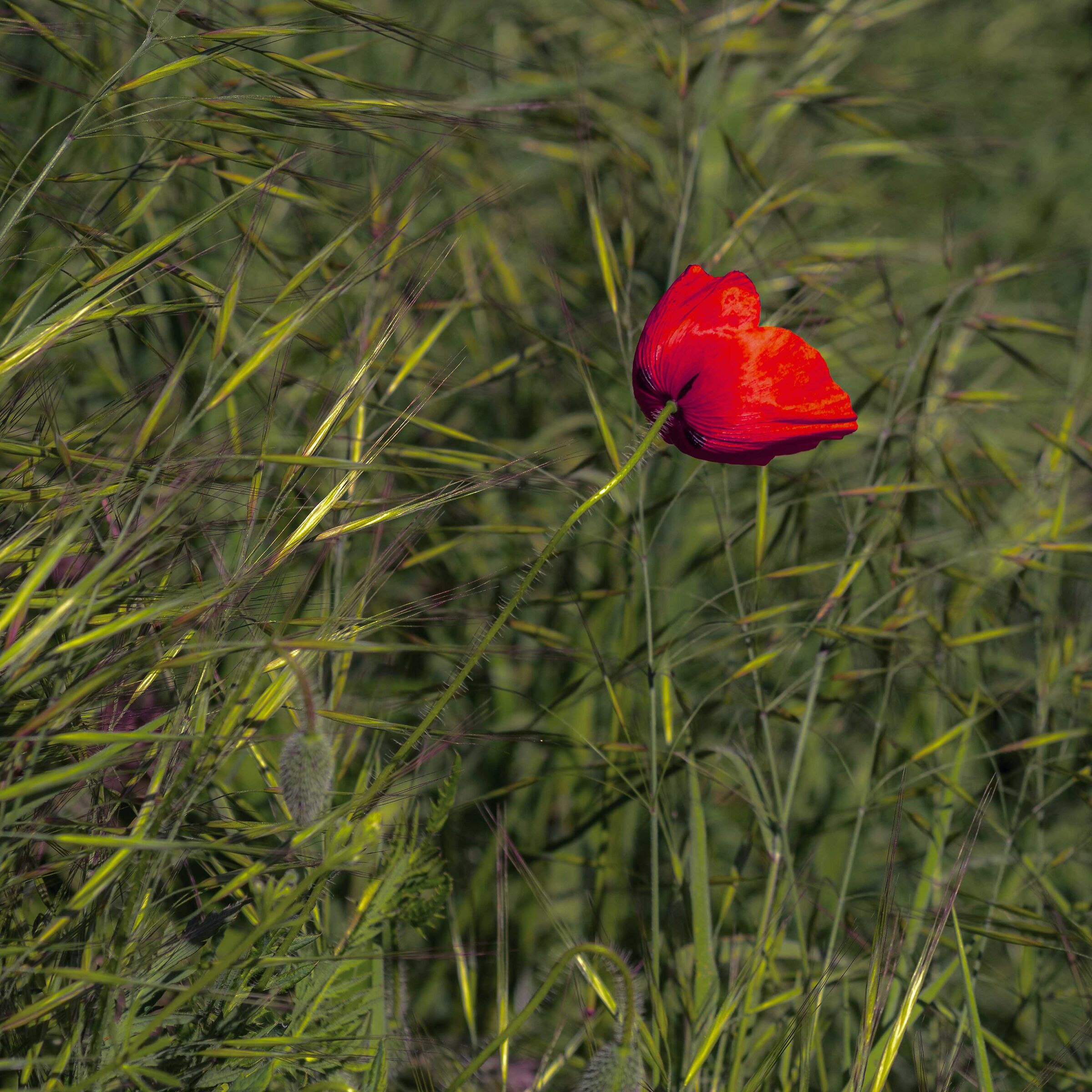 Quando s'alza il vento