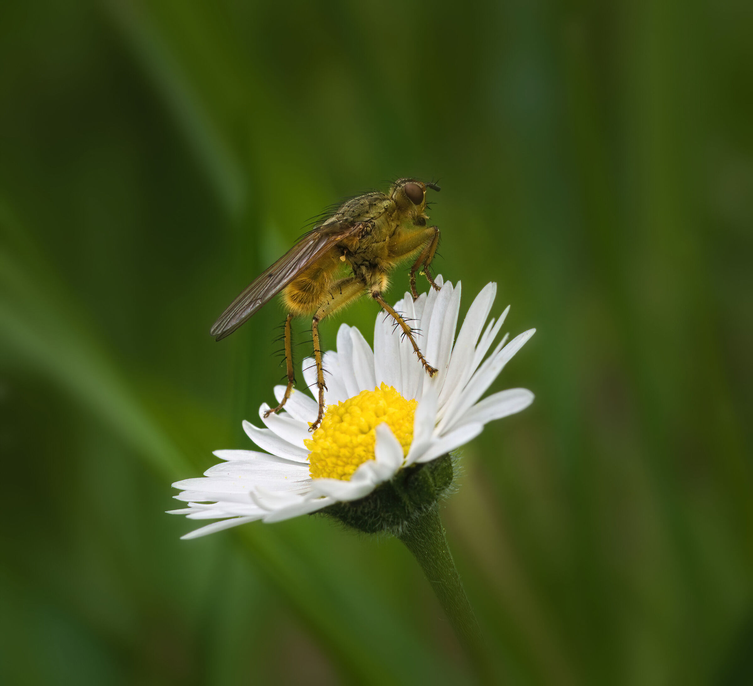 Scatophaga stercoraria...