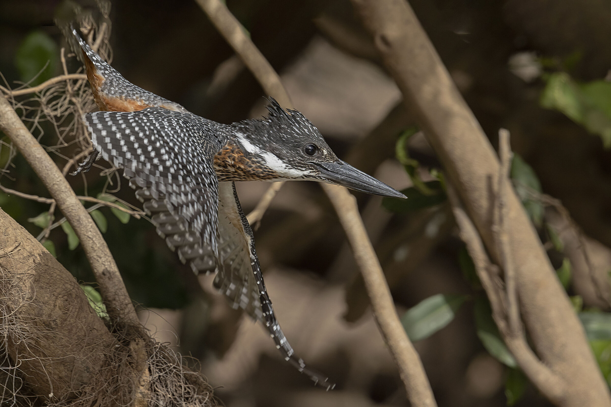 Martin pescatore gigante