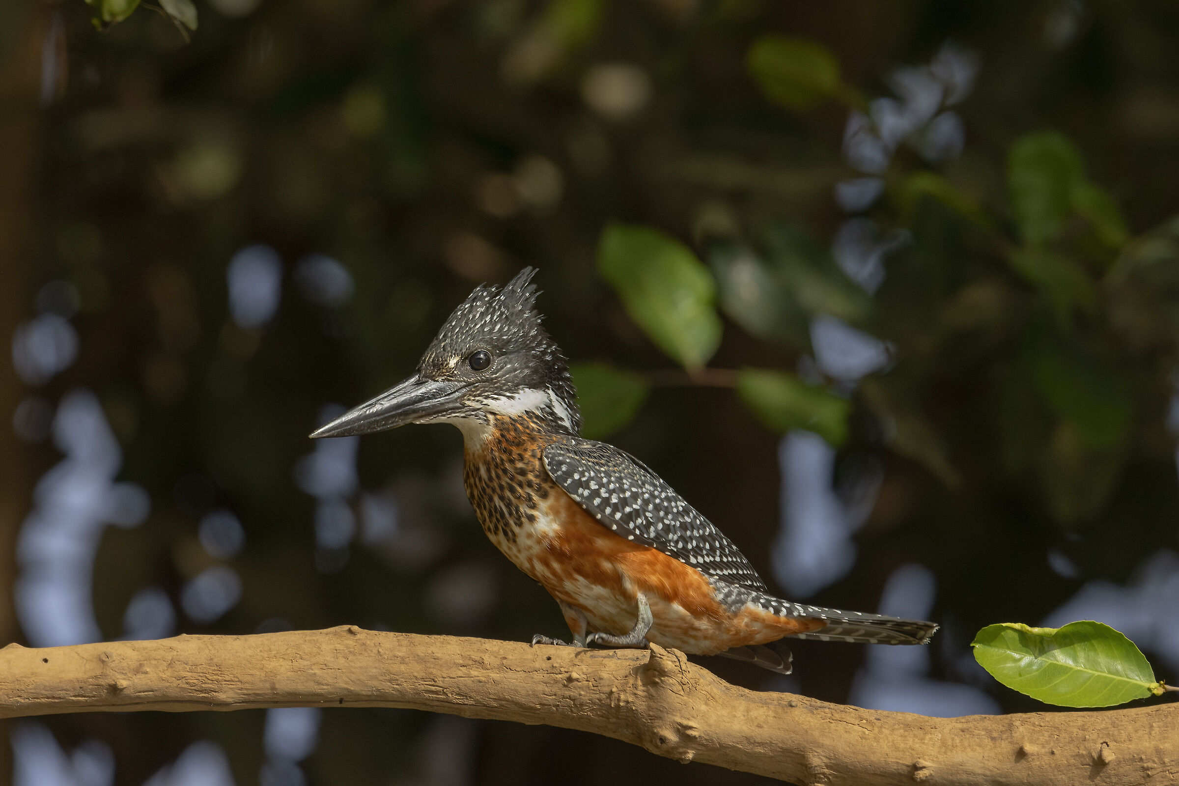 Martin pescatore gigante