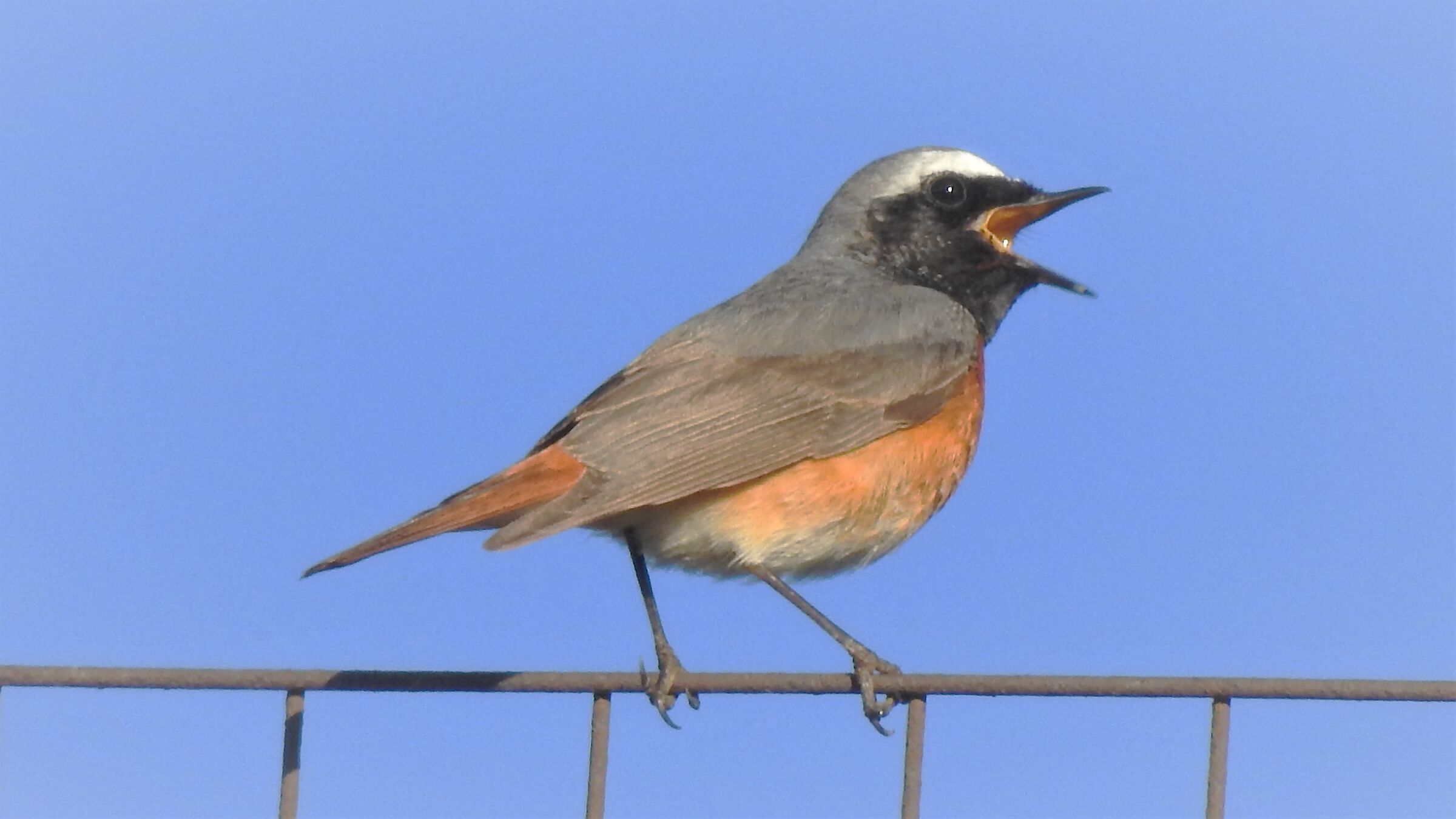 Redstart