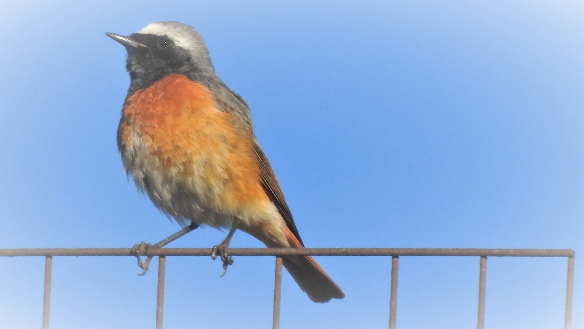 Redstart