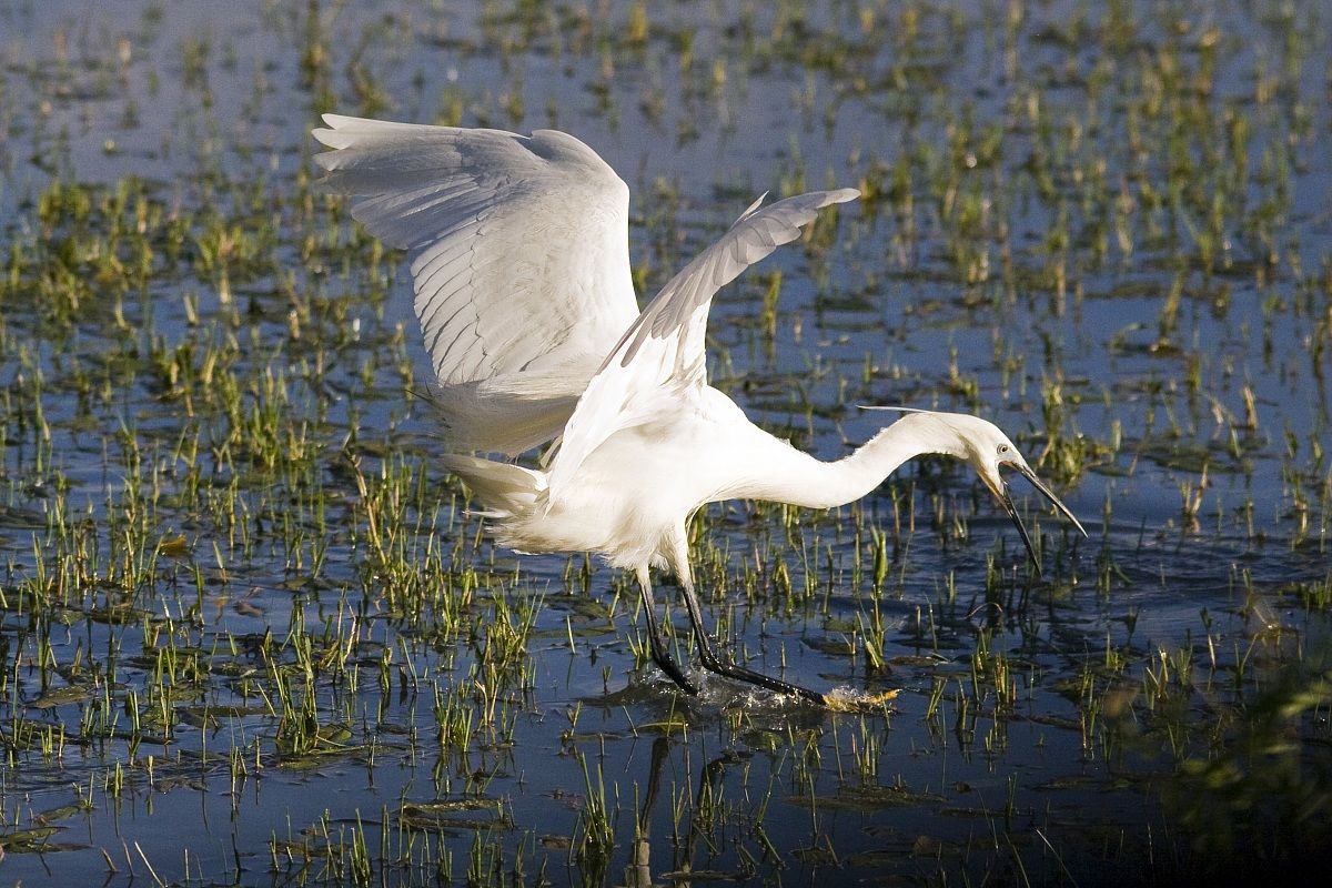 airone (isola della cona)