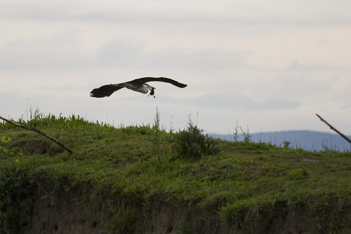 cinerino cattura giovane germano