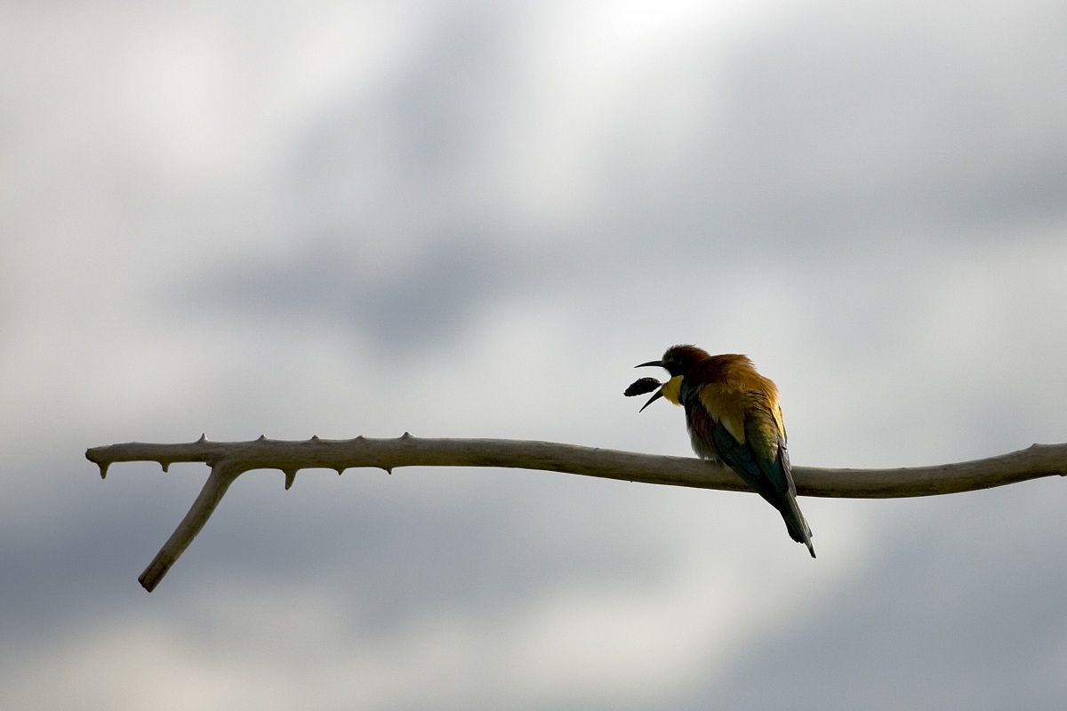 gruccione (isola della cona)