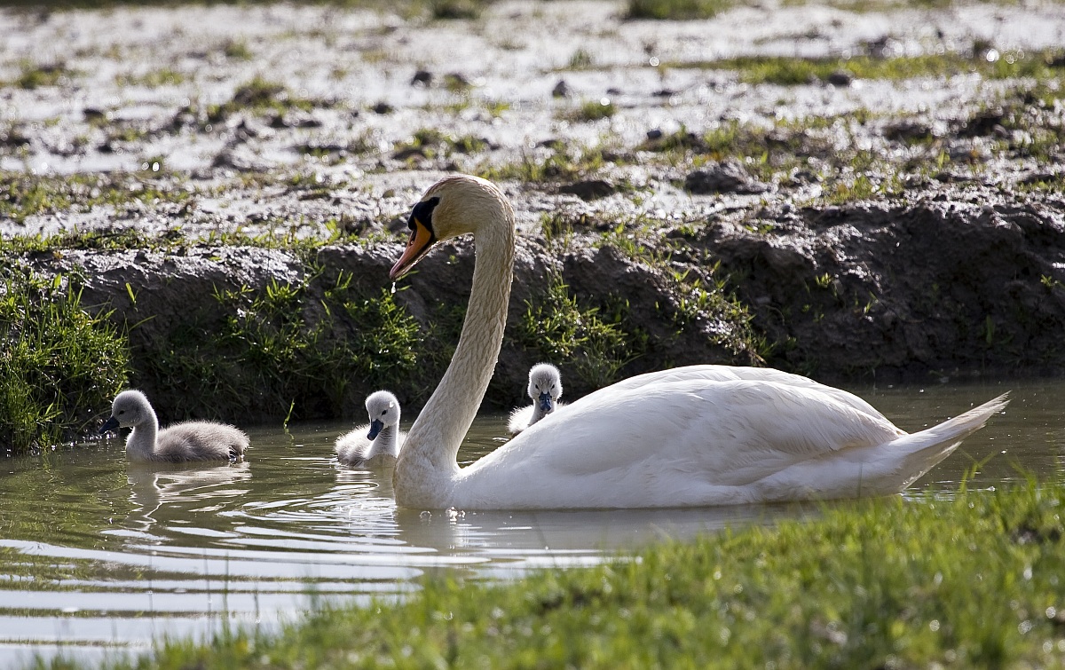 cigni (isola della cona)