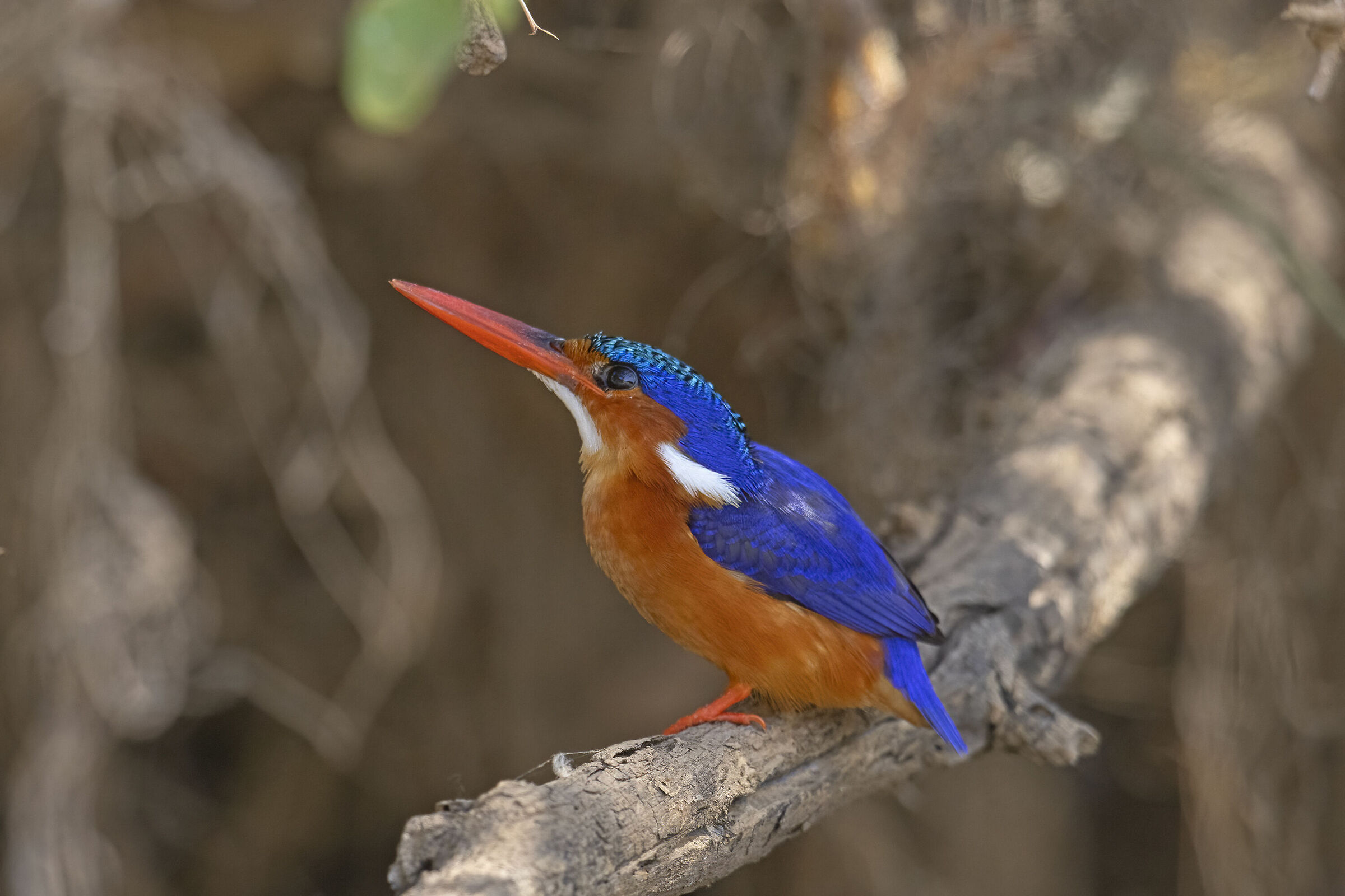 Martin pescatore malachite