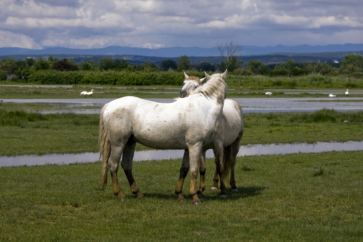cavalli (isola della cona)