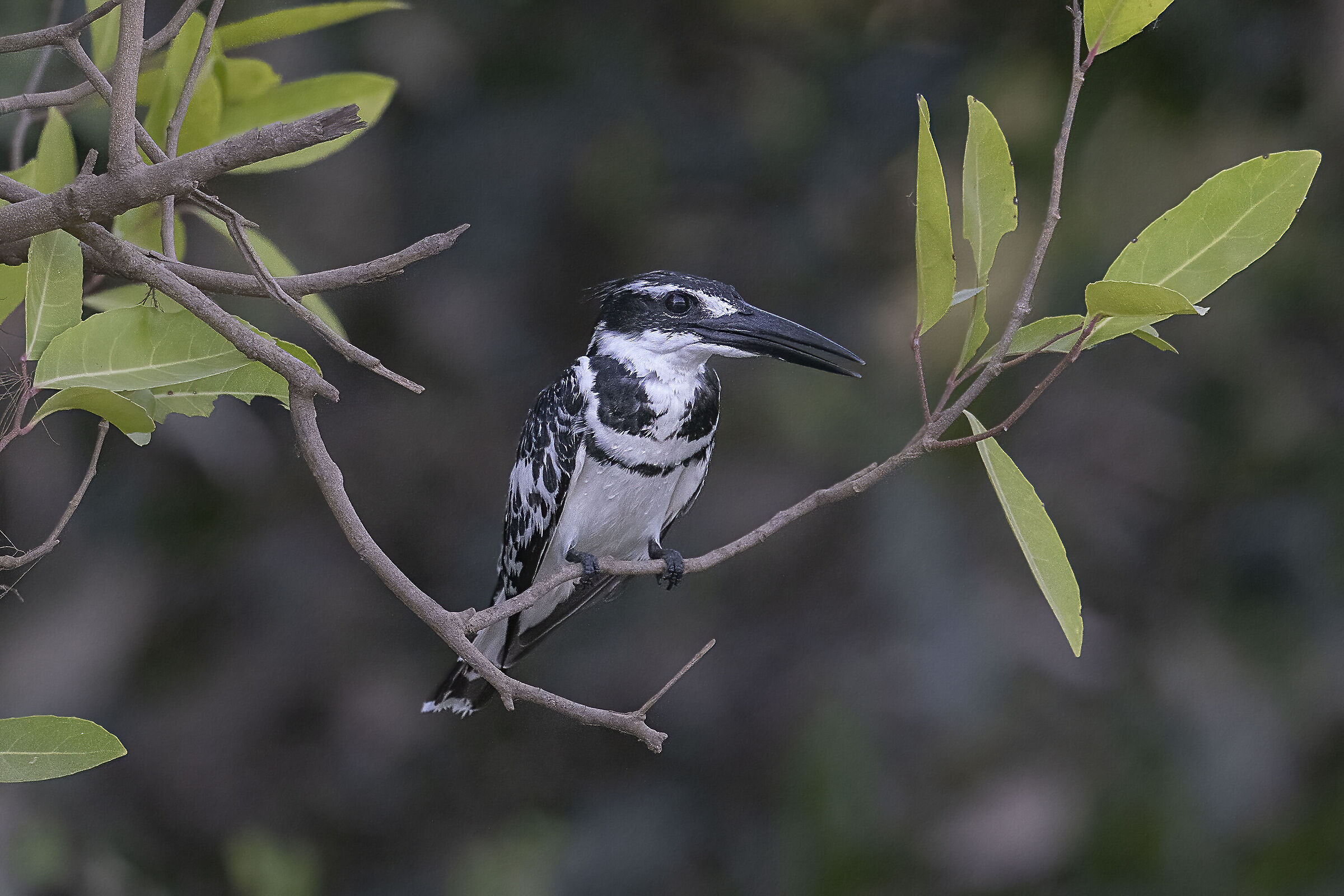 Martin pescatore bianco e nero