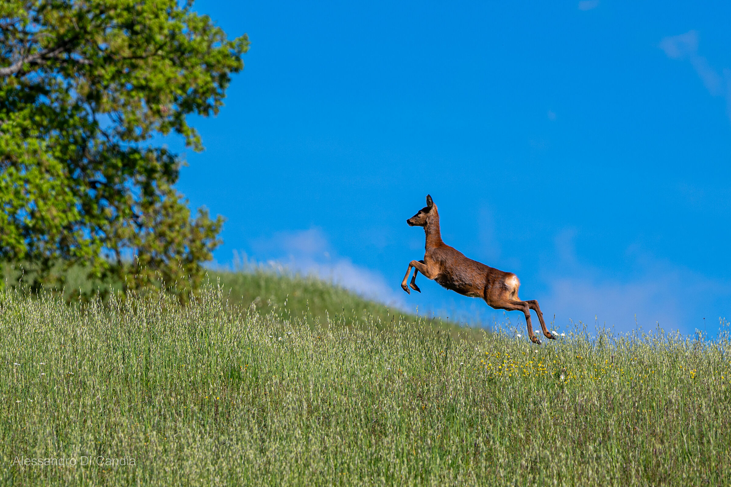 Il volo...del Capriolo