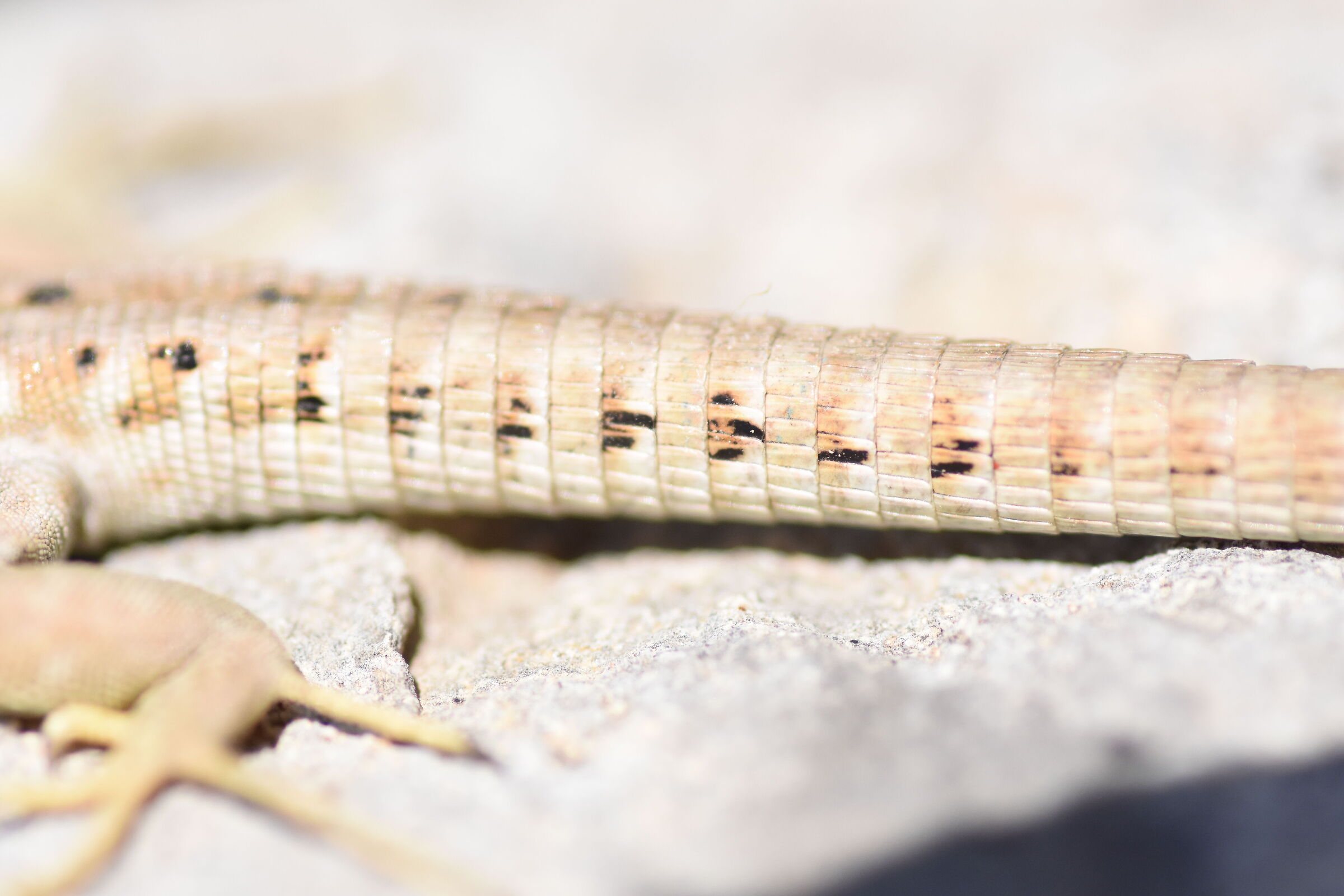 " Crop 150 " 1/8 Mila, Tokina 100 Atx-i - Nikon D 7200