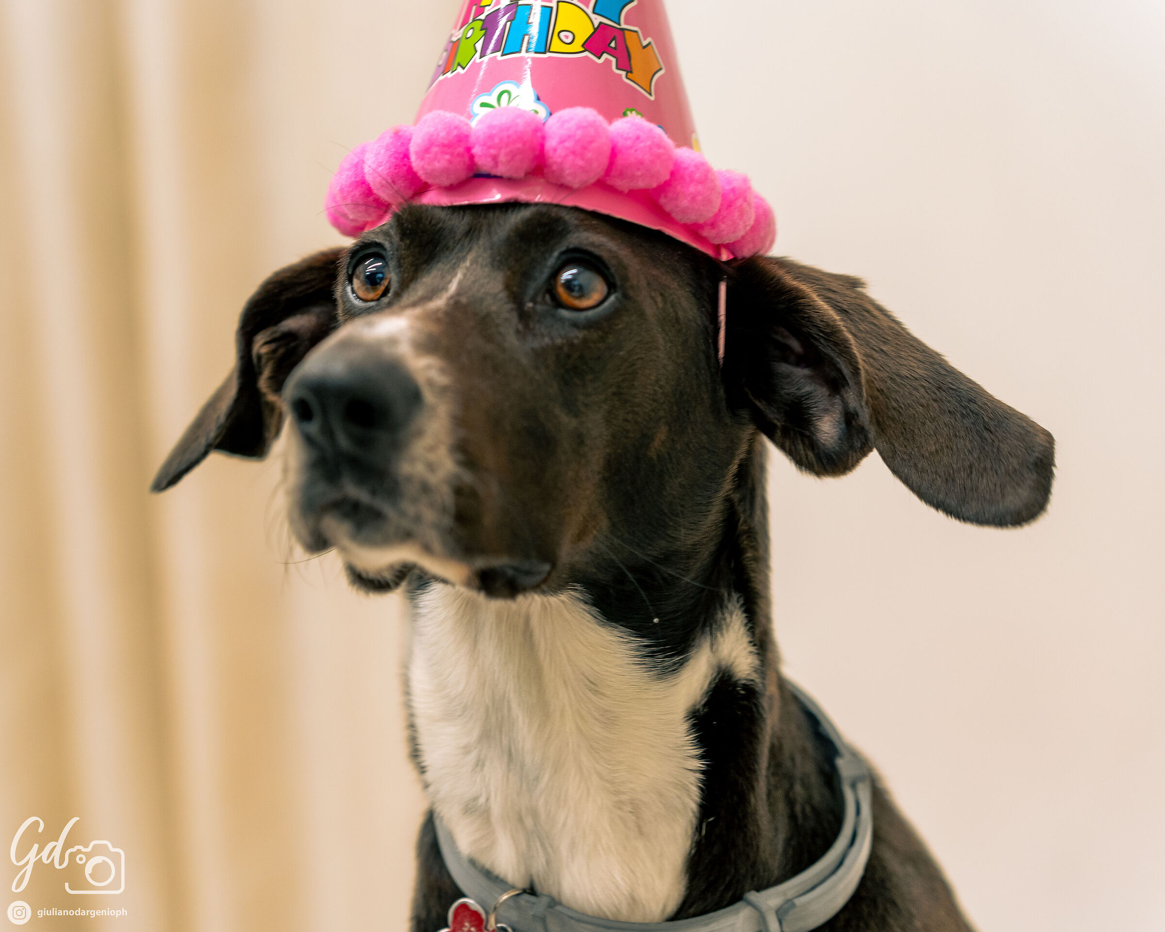 Buon compleanno Toffee