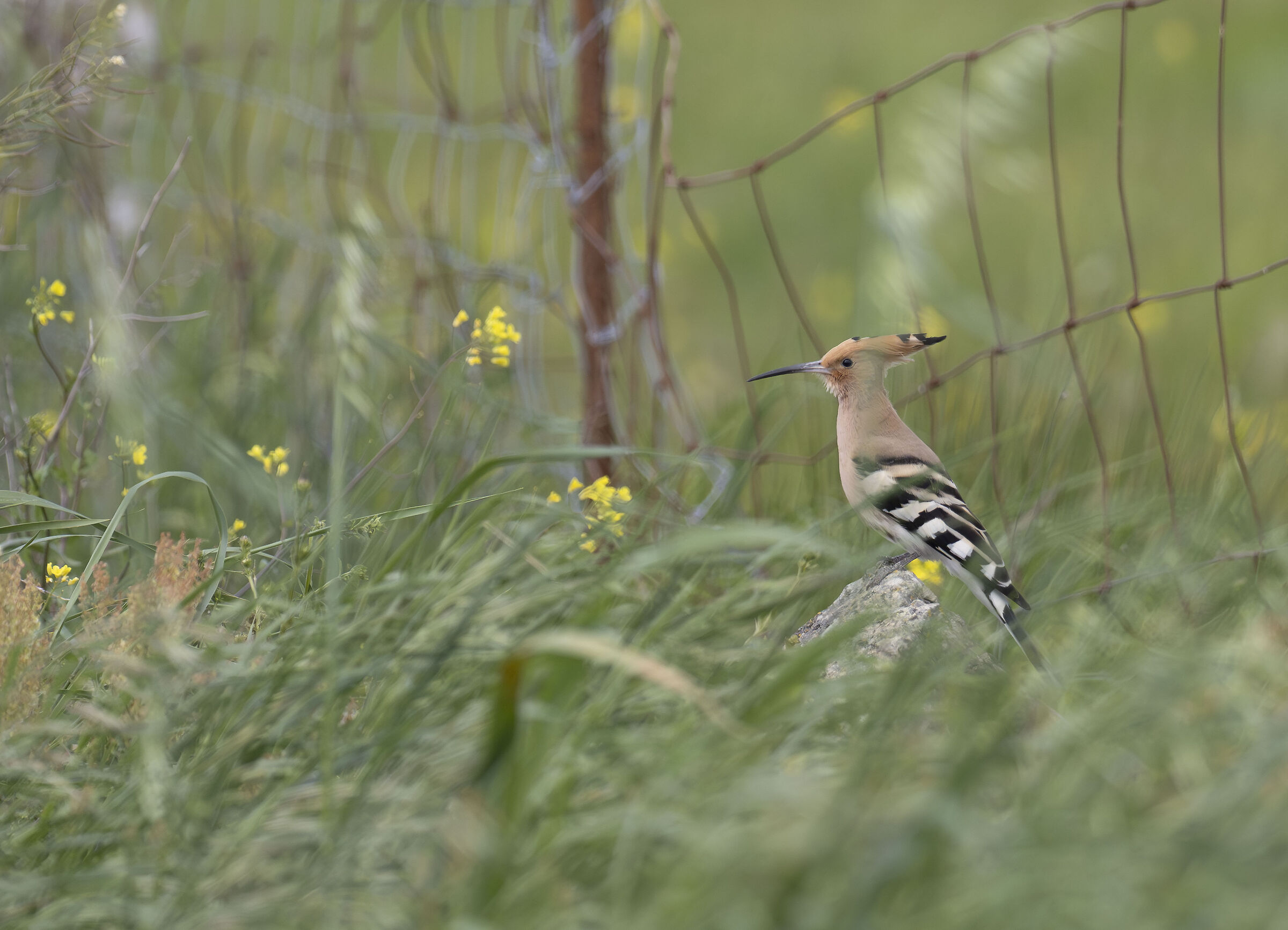 hoopoe