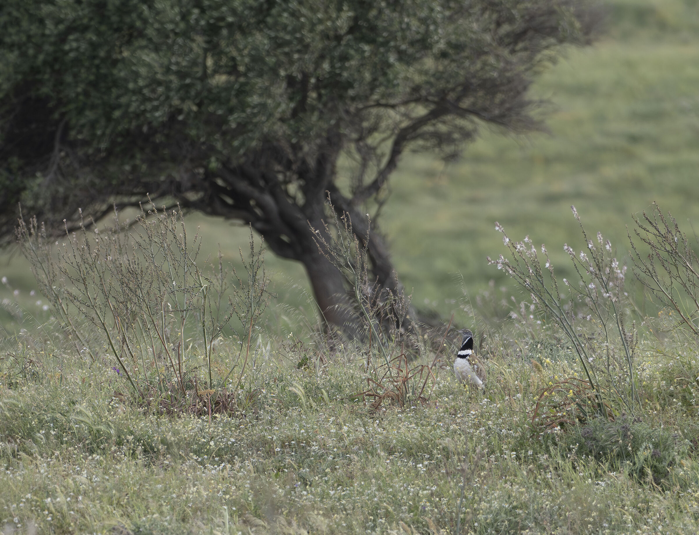 Little bustard