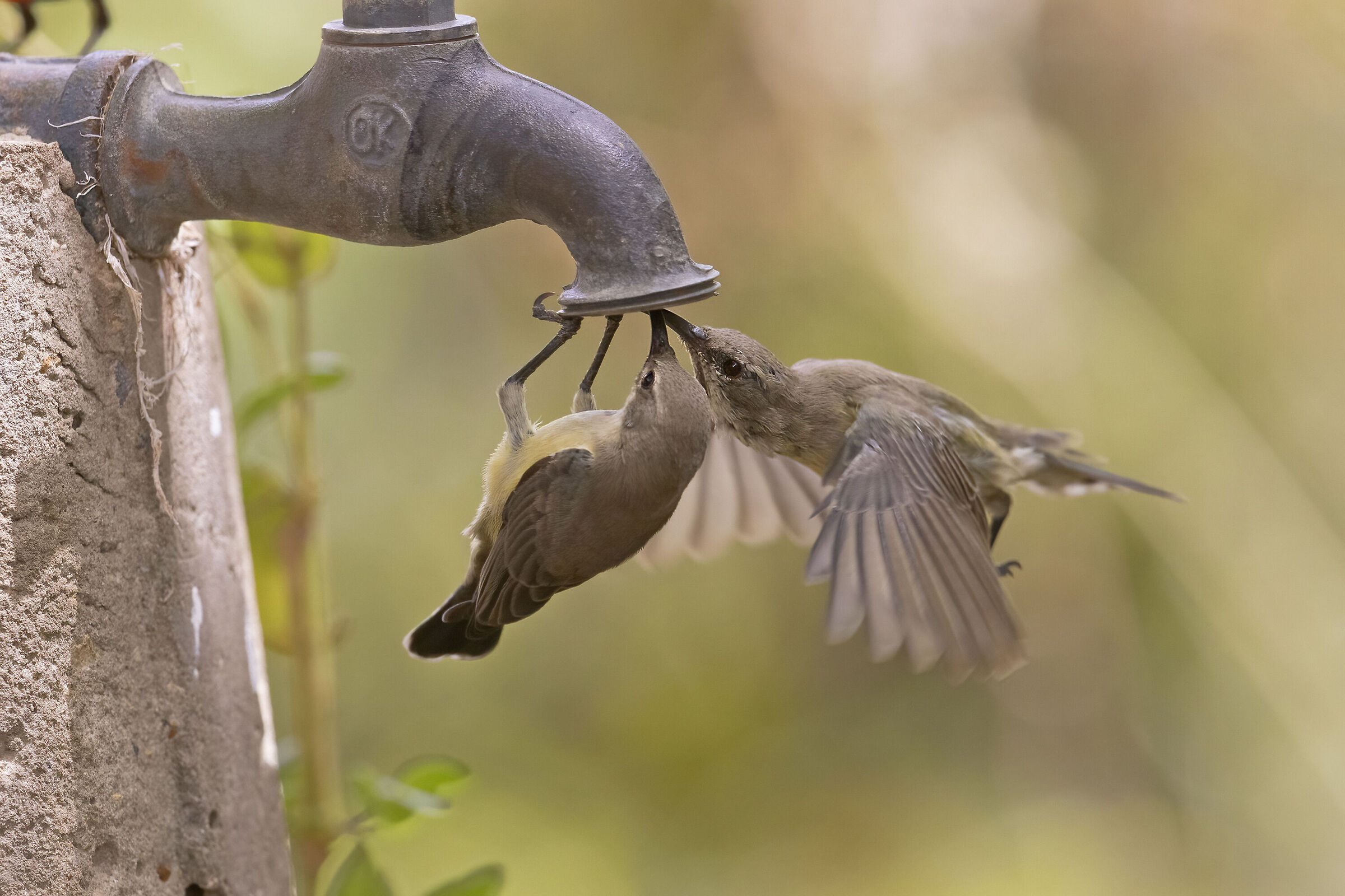 quando l'acqua non c'è...