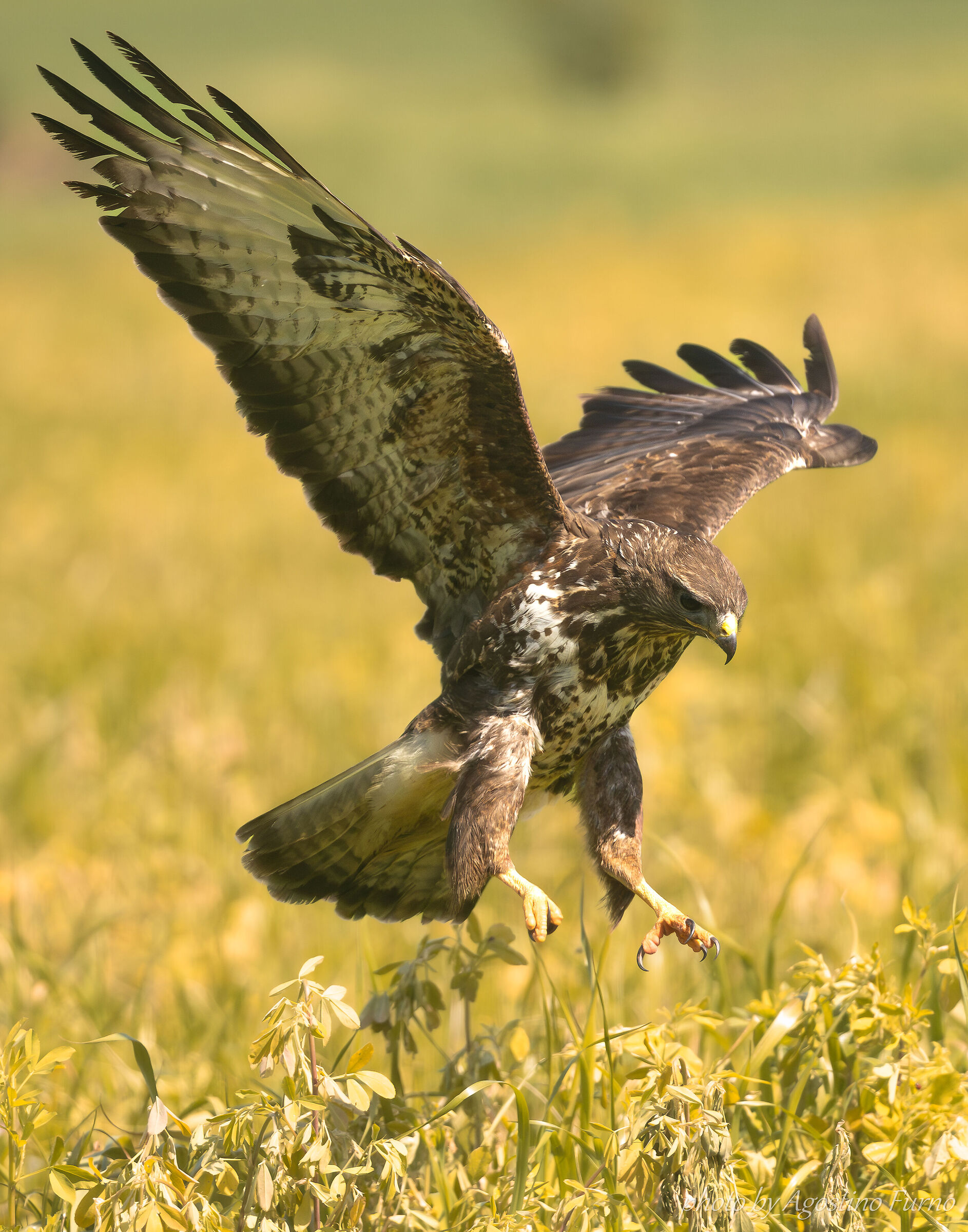 Buzzard