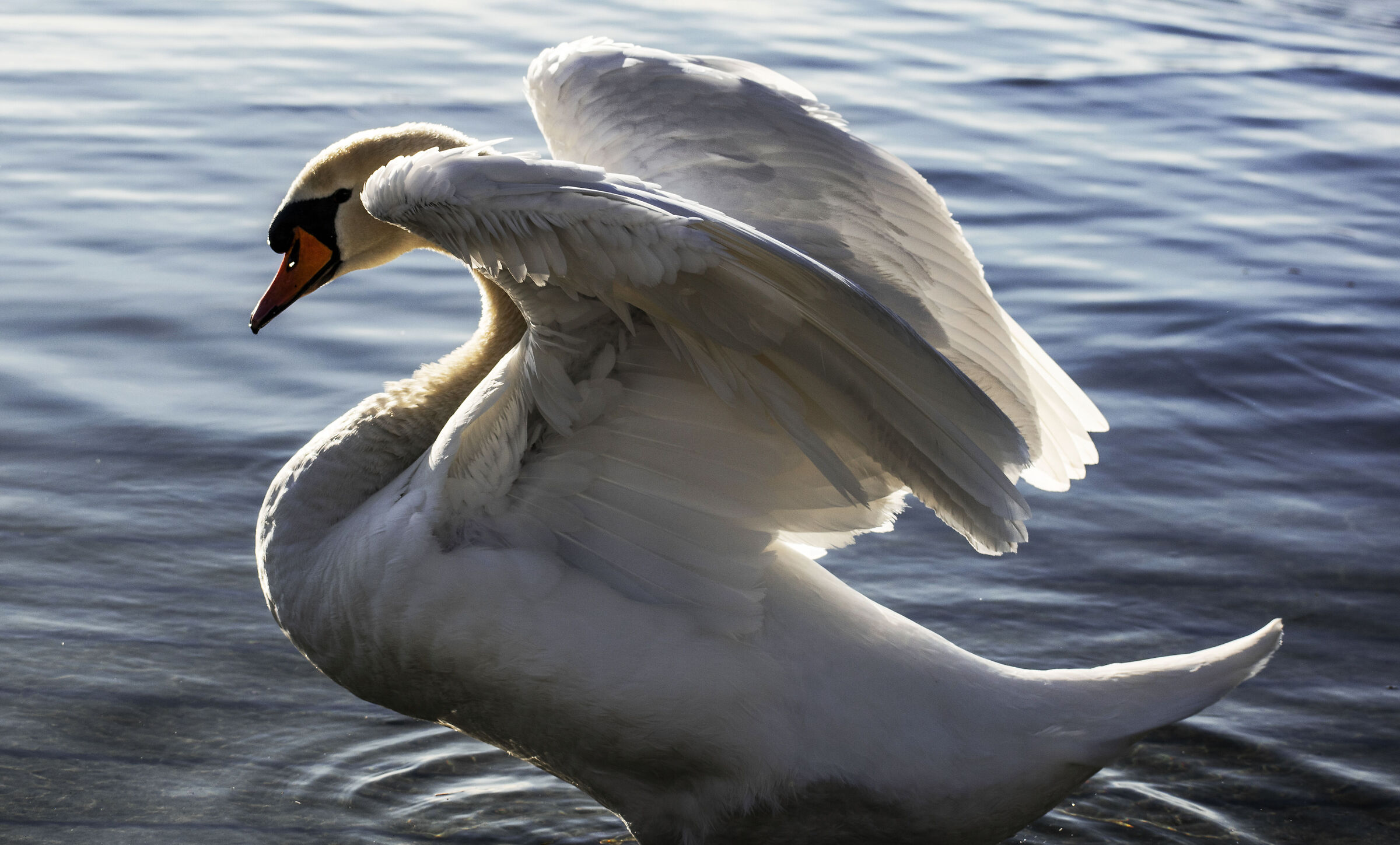 Swan