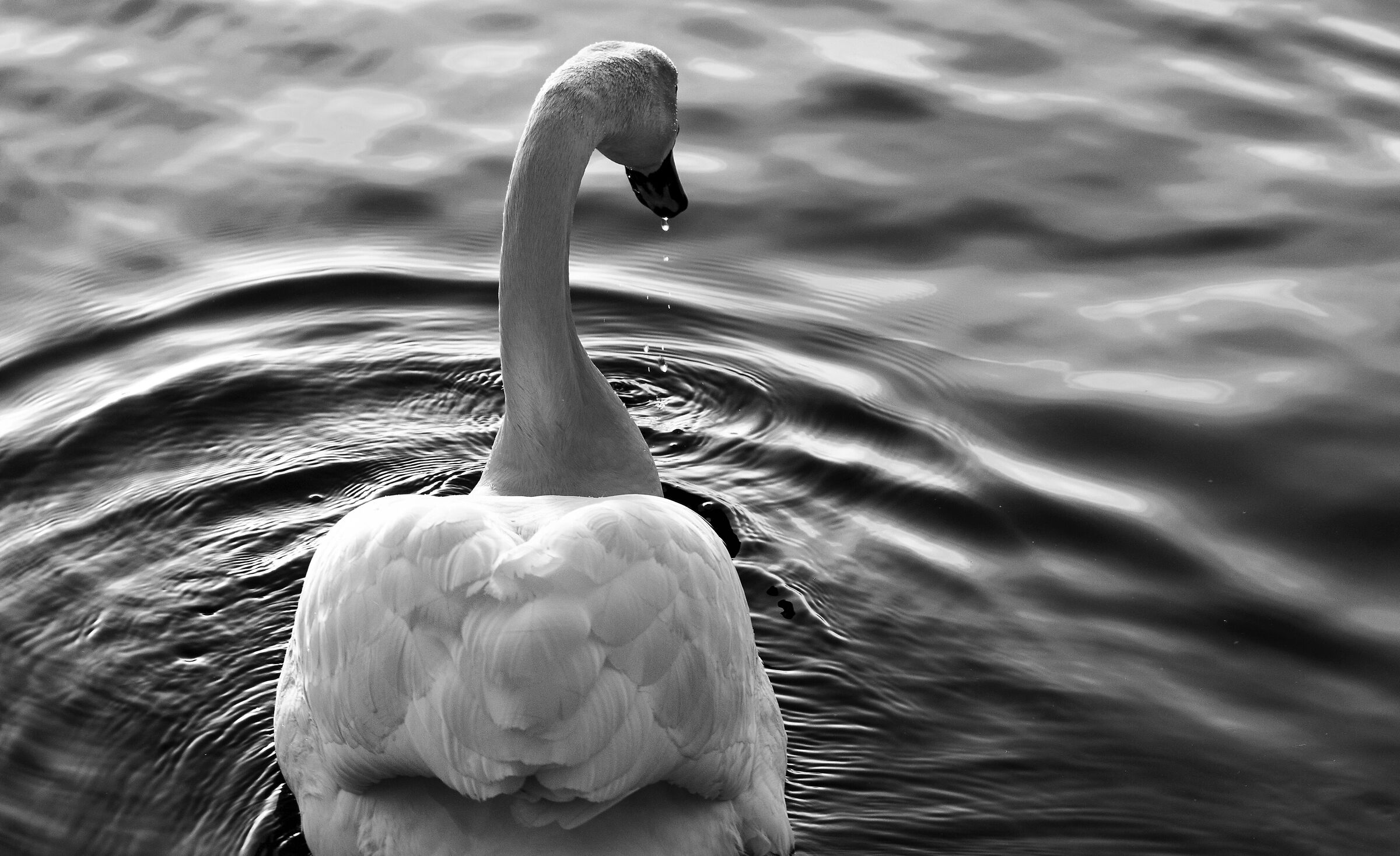 Black and white swan